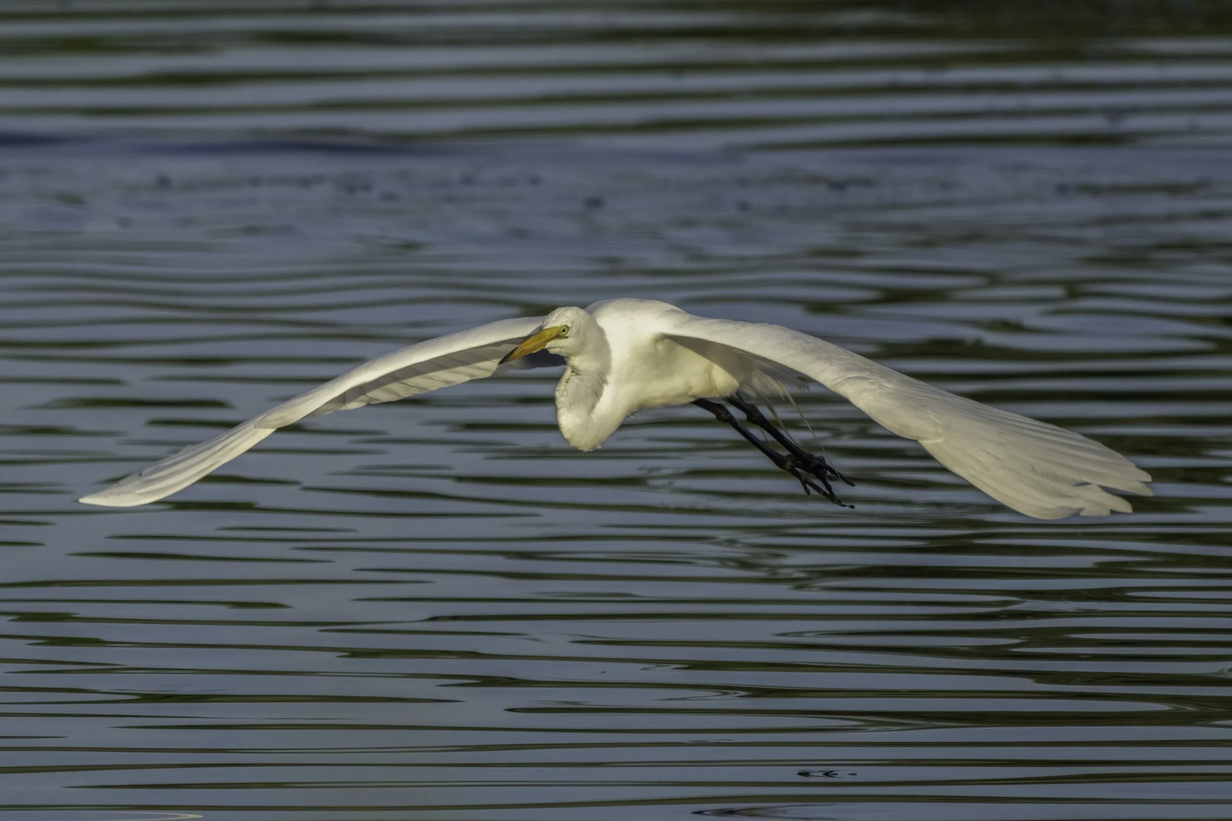 The Egret moved with quiet grace.