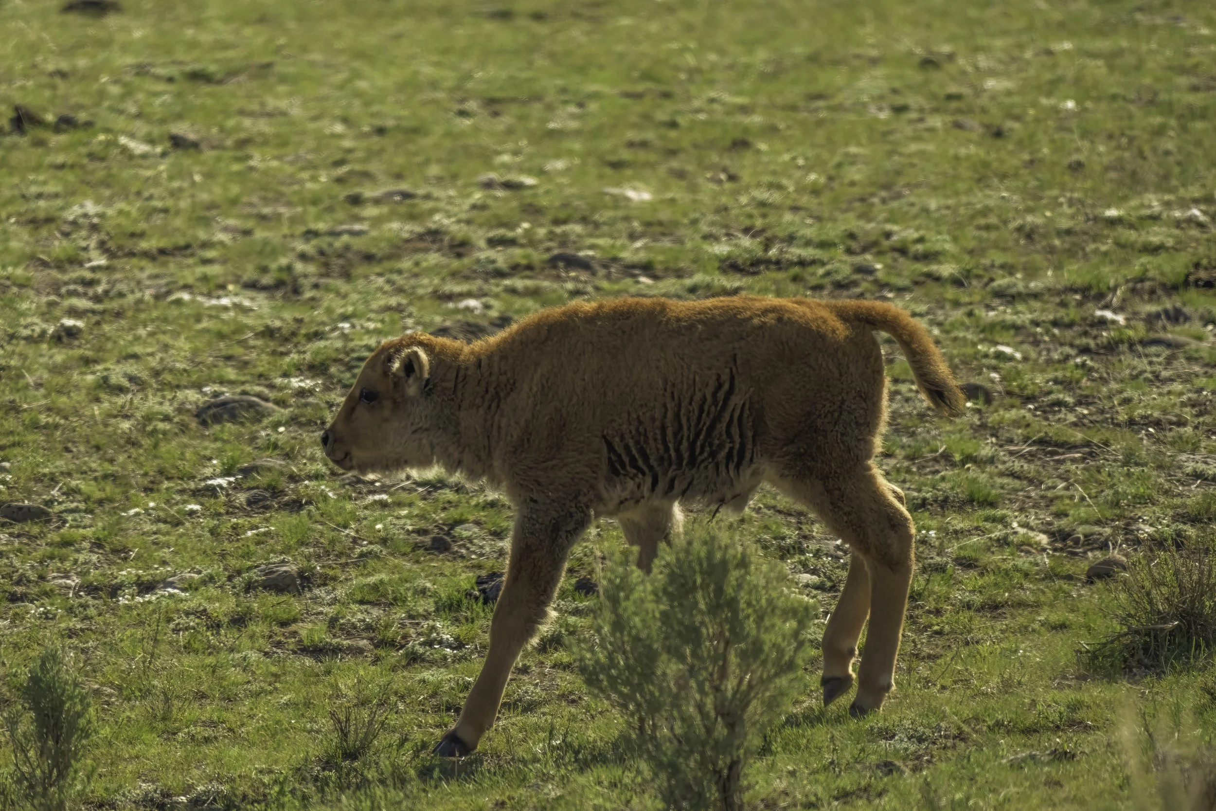 Newborn bison calf with reddish coat standing alone in Yellowstone's spring landscape.