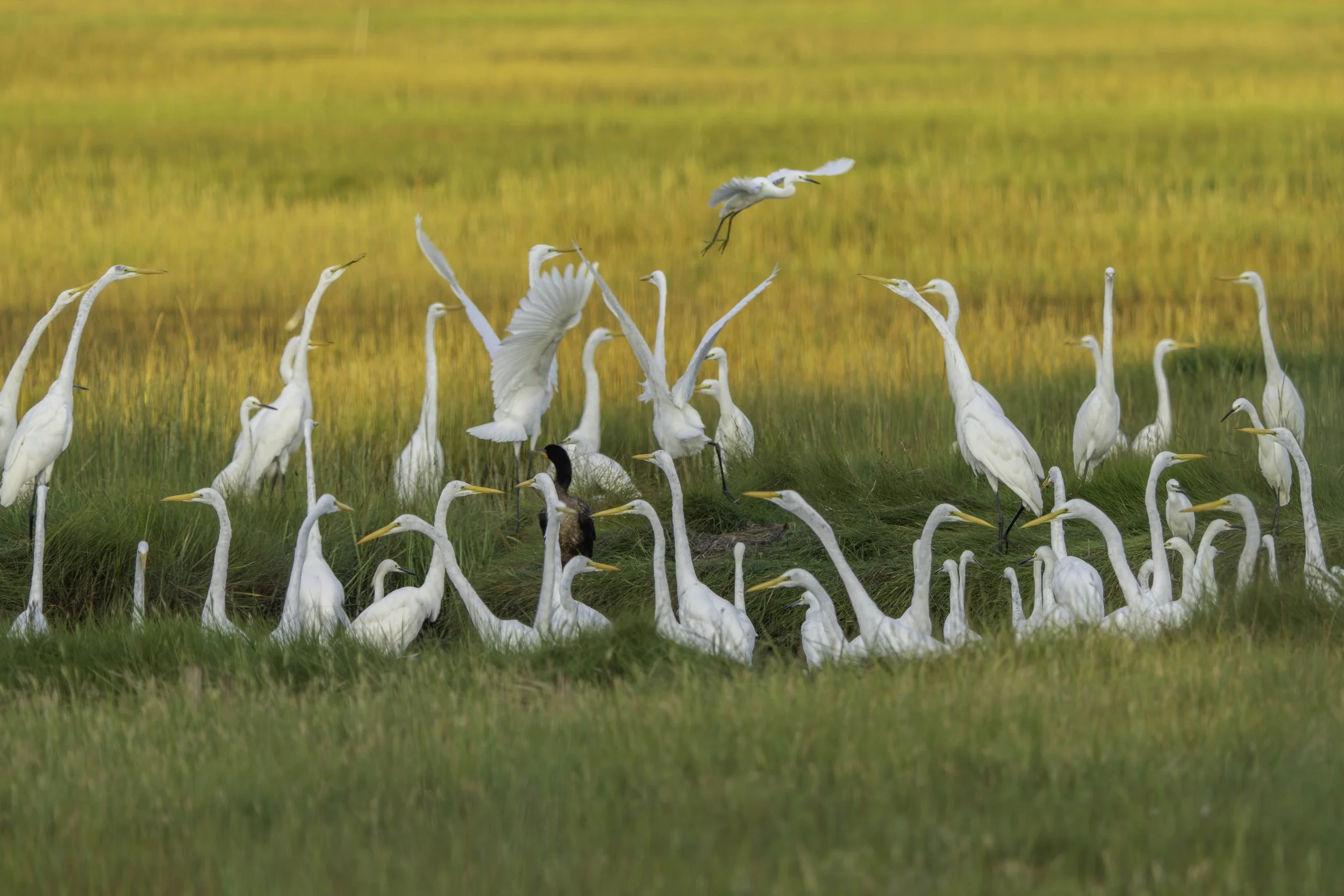 A large gathering of white egrets at the wildlife refuge during the early stages of fall migration.