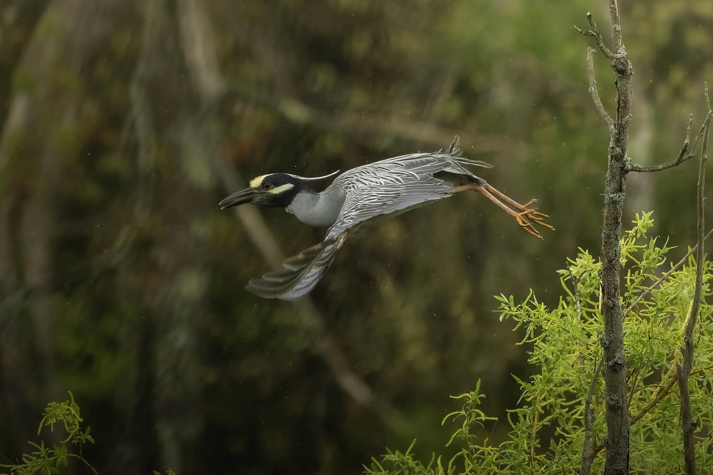 Yellow-crowned Night Heron taking flight over the pond.