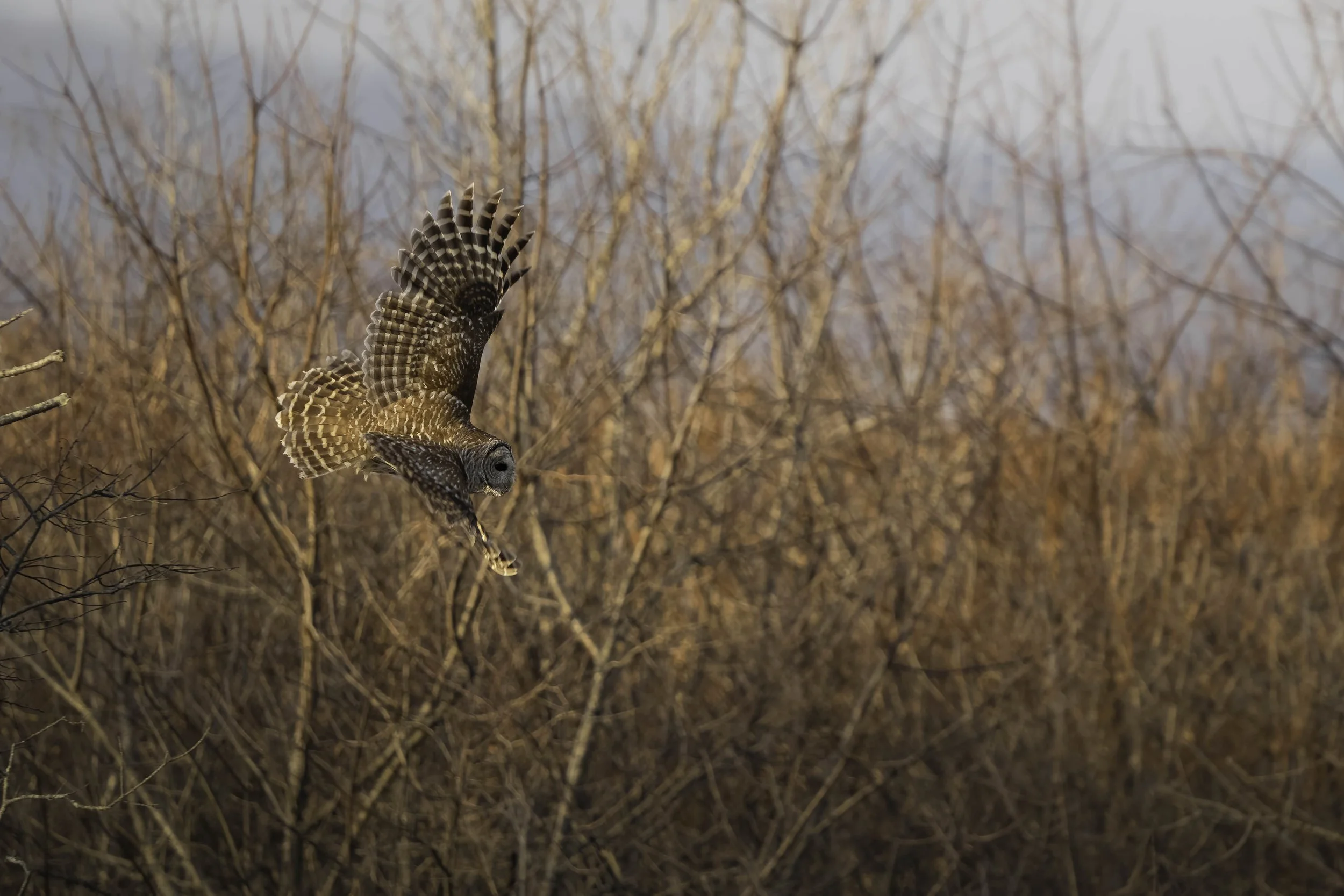 Barred Owl in Flight