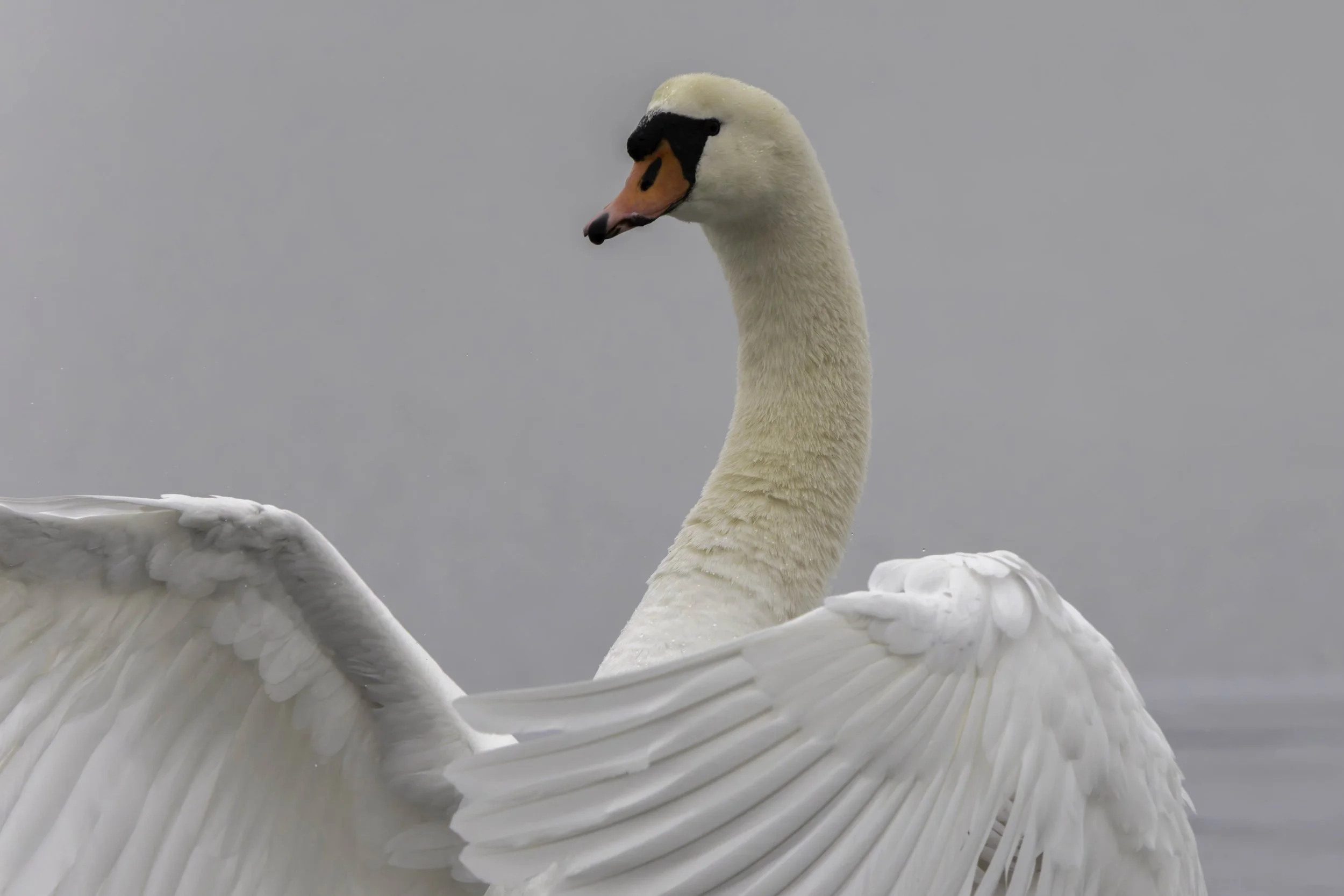 Mute Swan-Spreading it's Wings