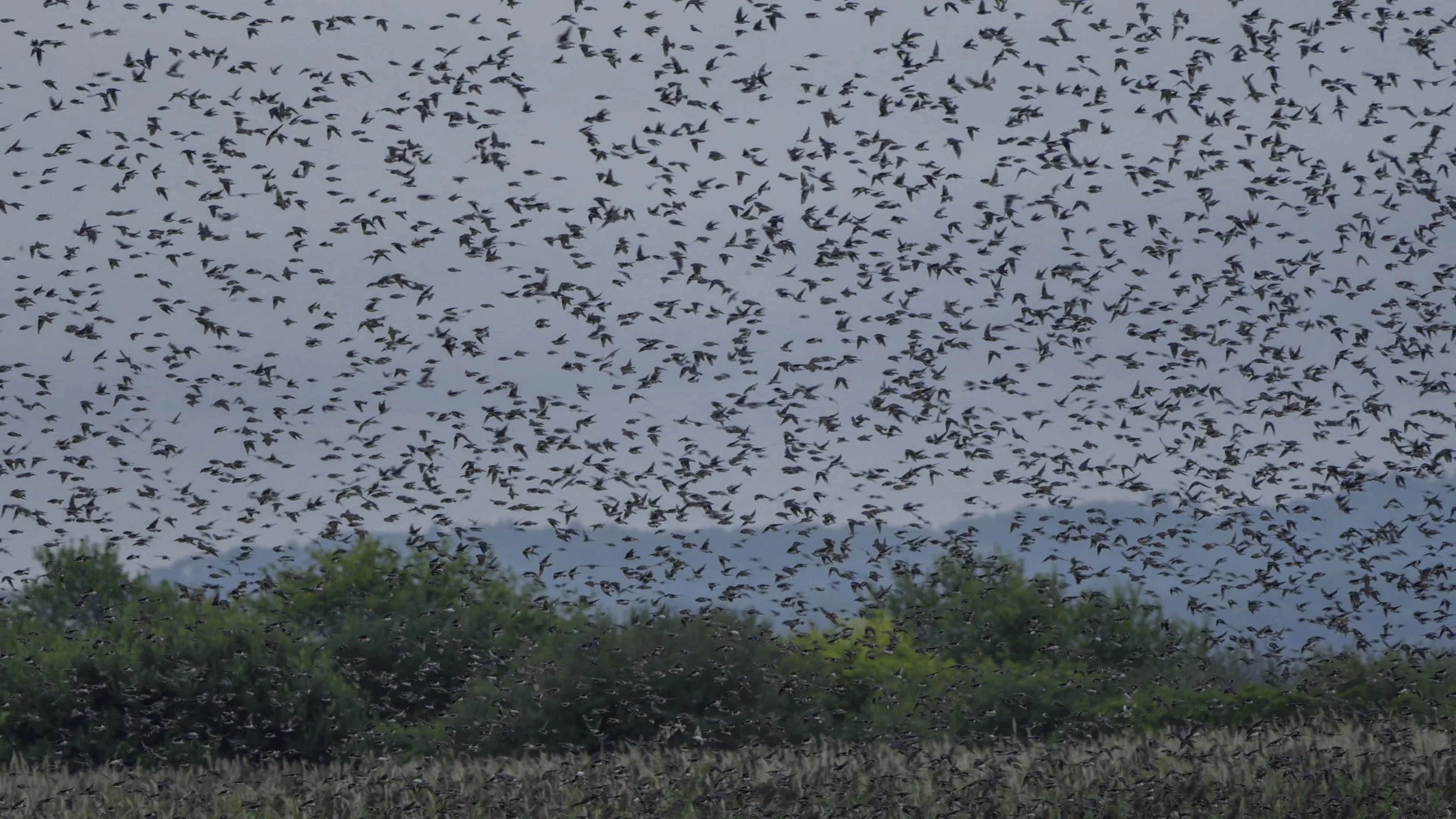 Thousands of Tree Swallows fill the sky in flight, gathering at the wildlife refuge during fall migration.