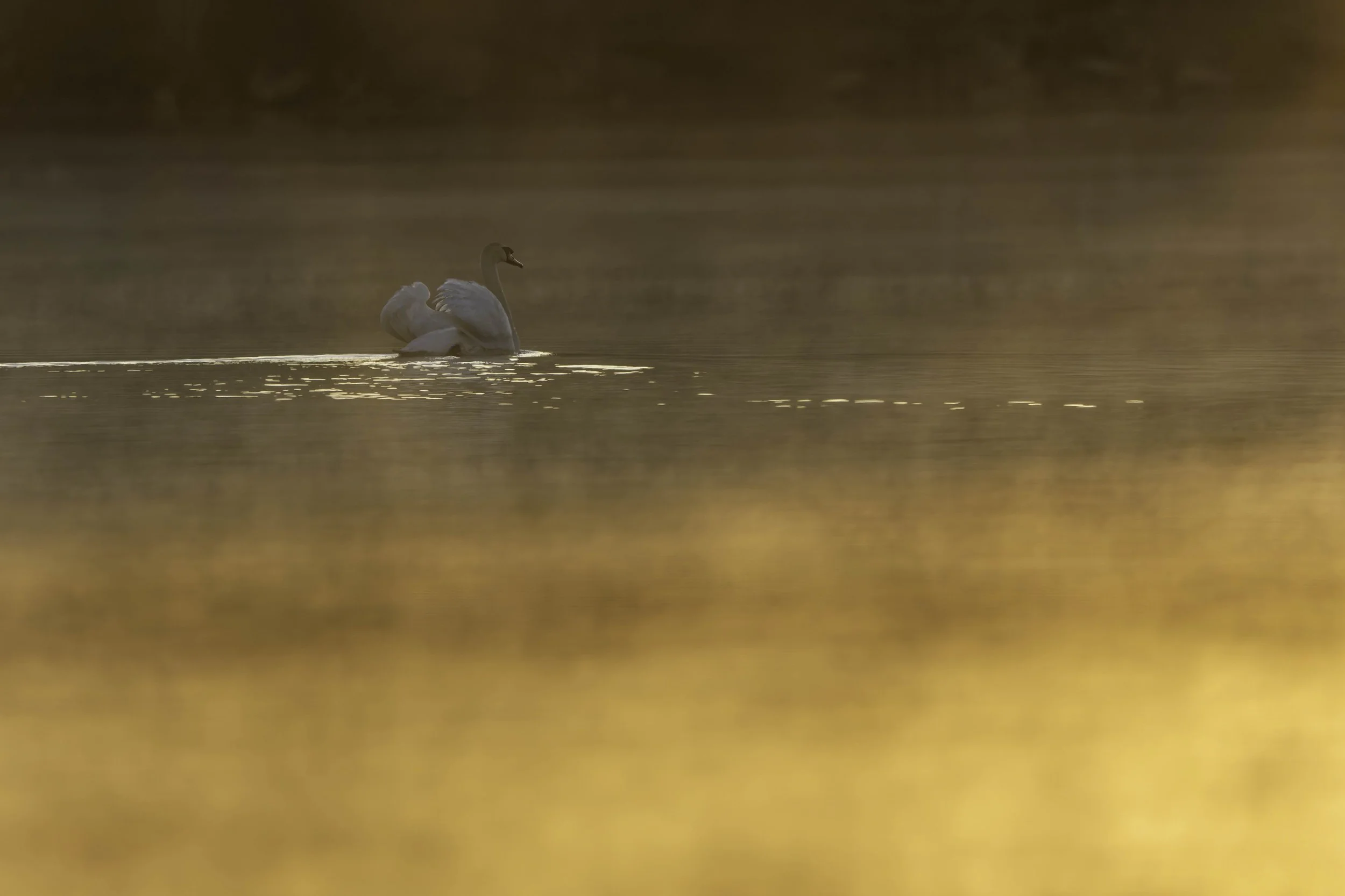 A swan glides through morning fog illuminated by golden sunrise light on a peaceful pond.