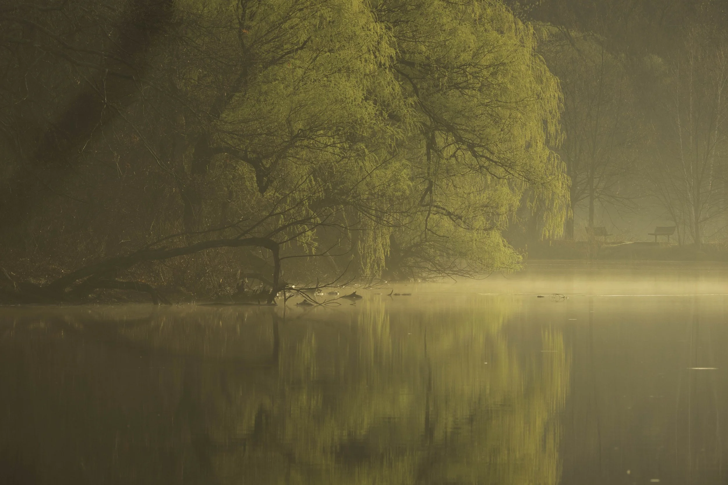 Golden morning light illuminates fog drifting across a quiet pond, creating a peaceful and atmospheric nature scene.