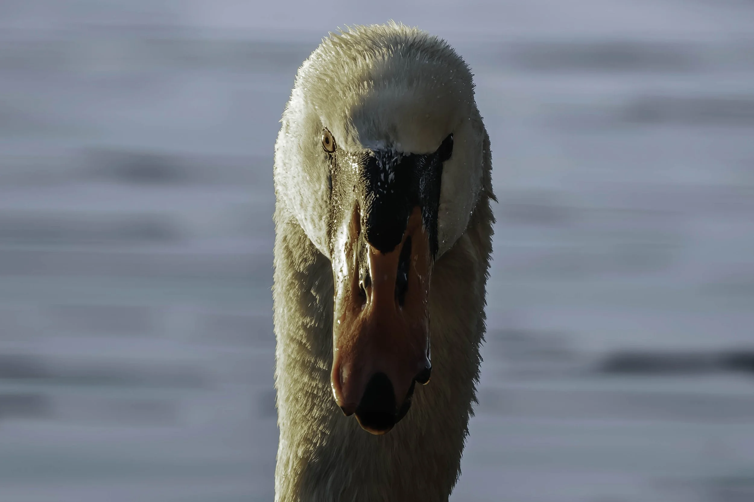 Close-up portrait of an adult swan in warm morning light, looking directly toward the camera.