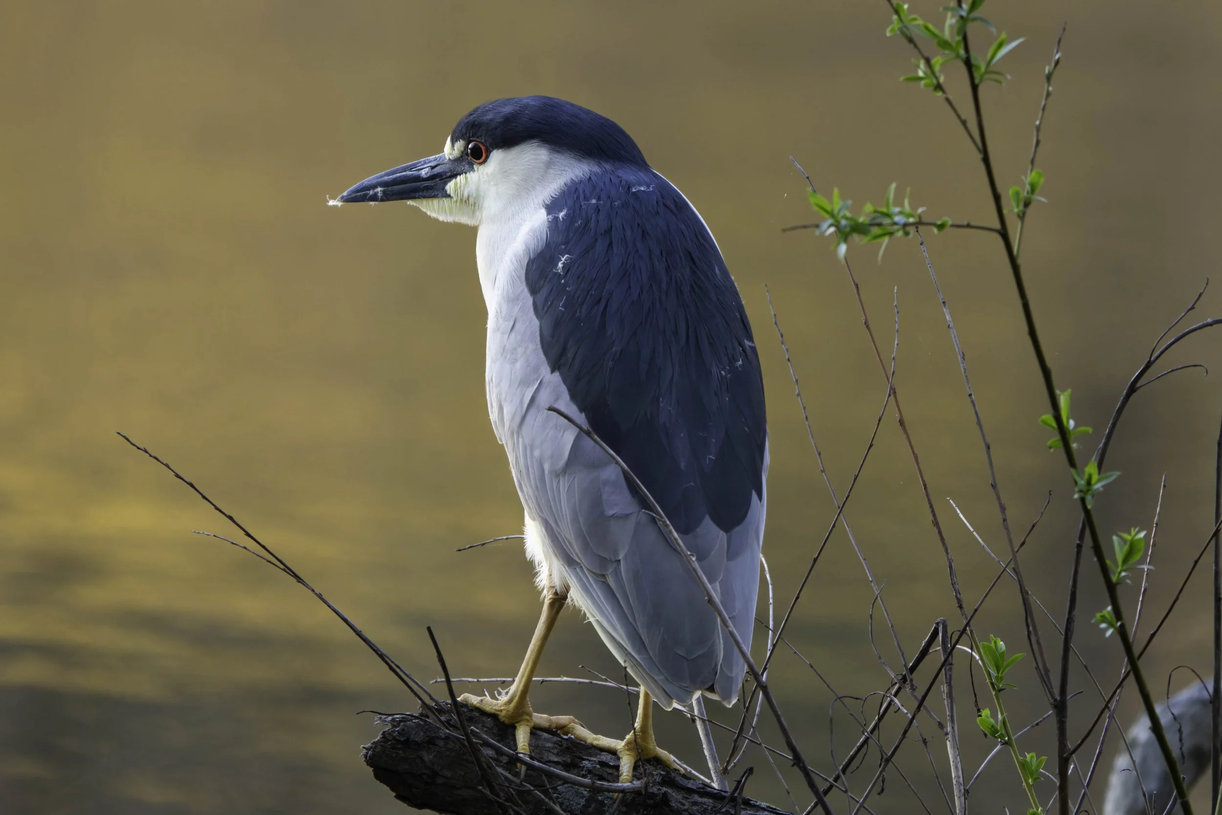 Black-crowned Night Heron perched near the pond.