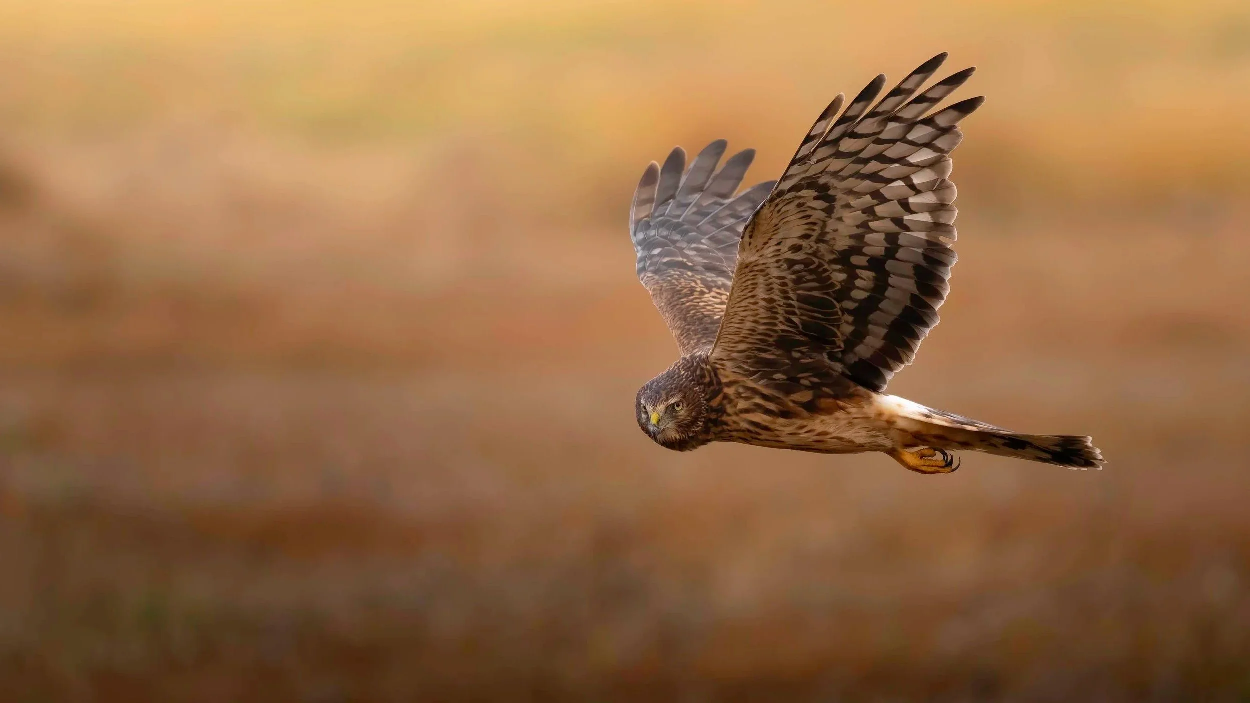 Northern harrier in flight over open fields, wings outstretched and focused while hunting.