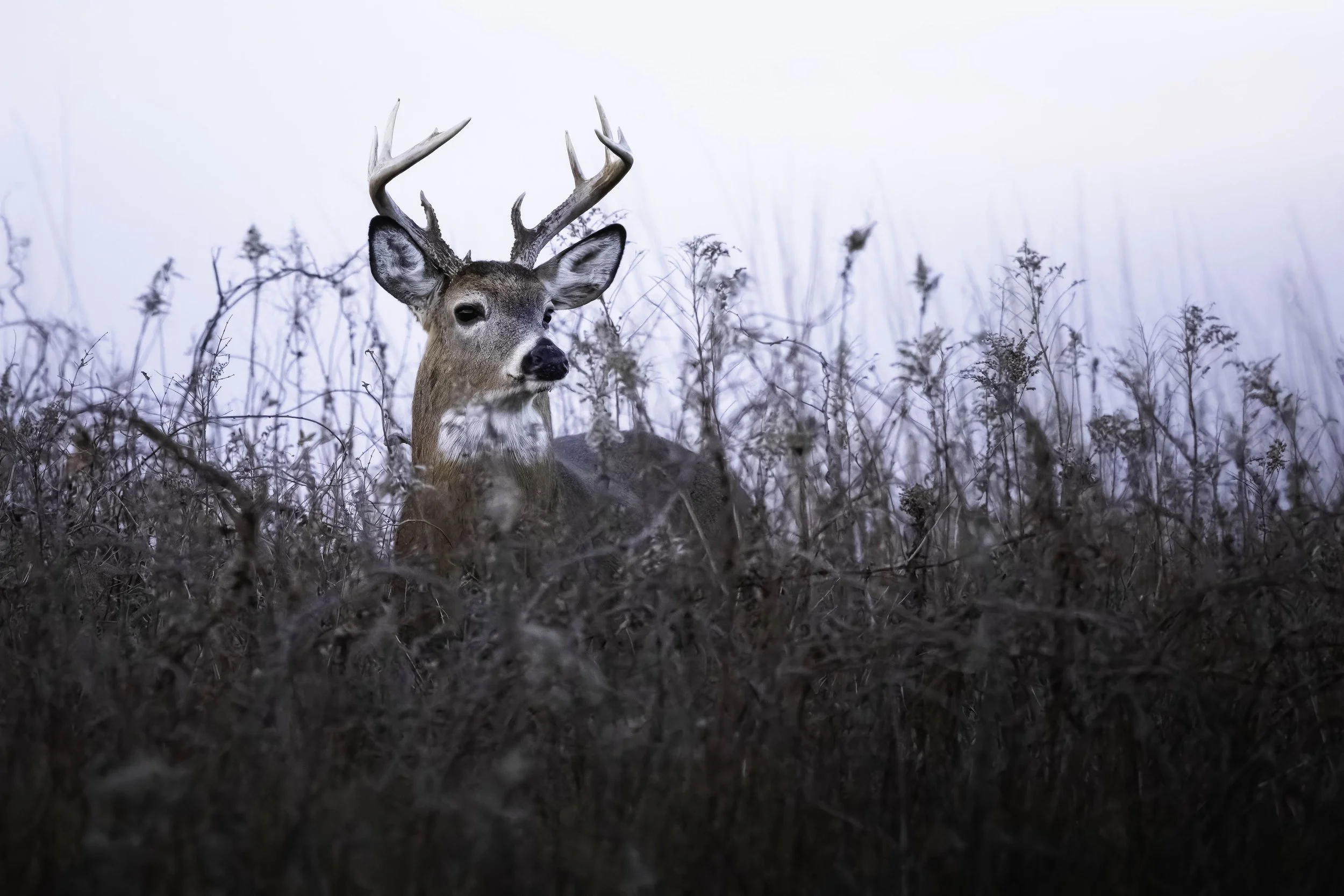 White-tailed buck looking to his left while standing in deep fall brush at a Massachusetts wildlife refuge.