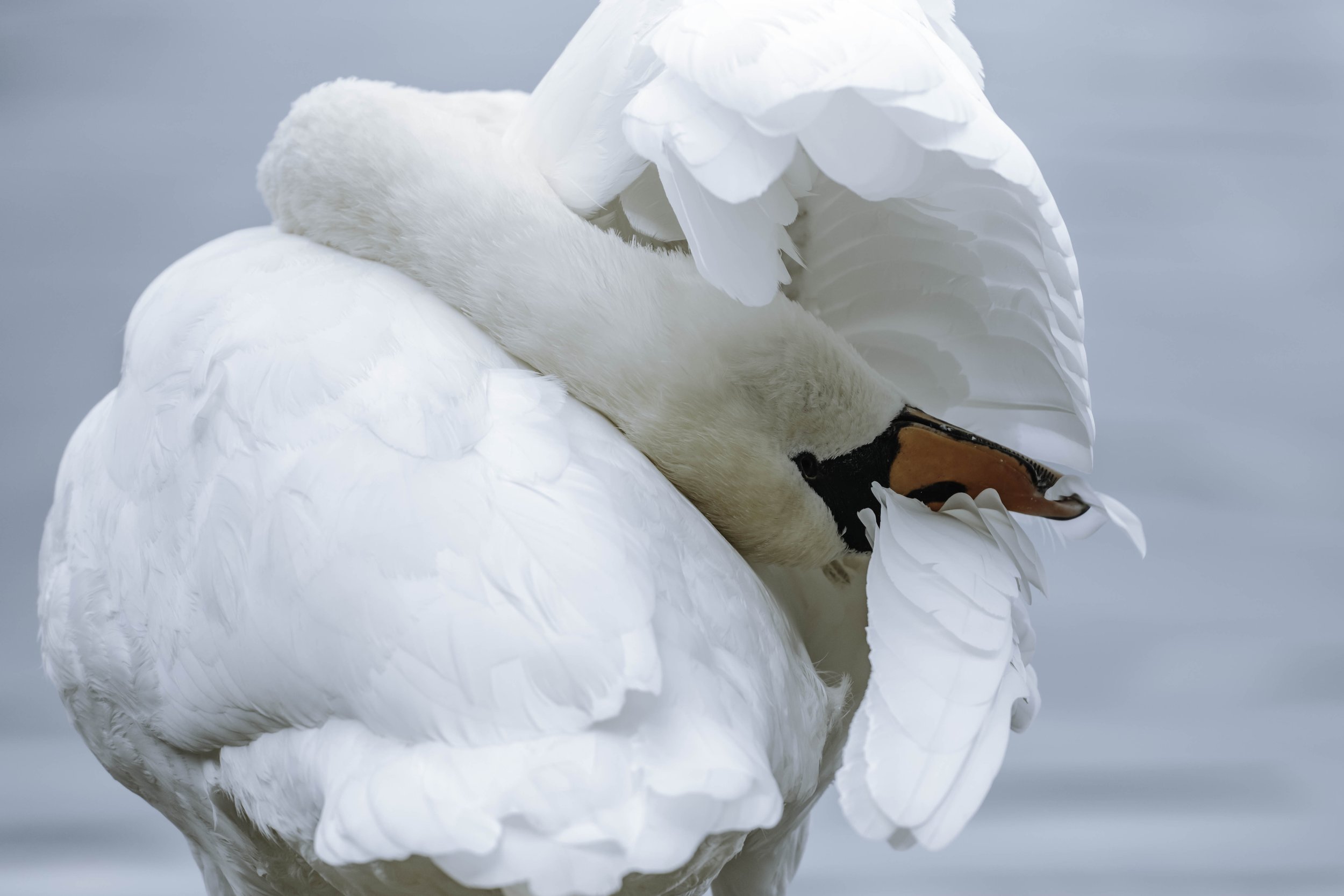 Close-up wildlife photograph of a white mute swan with its head tucked beneath its raised wing, displaying delicate white feathers against a soft blue background.