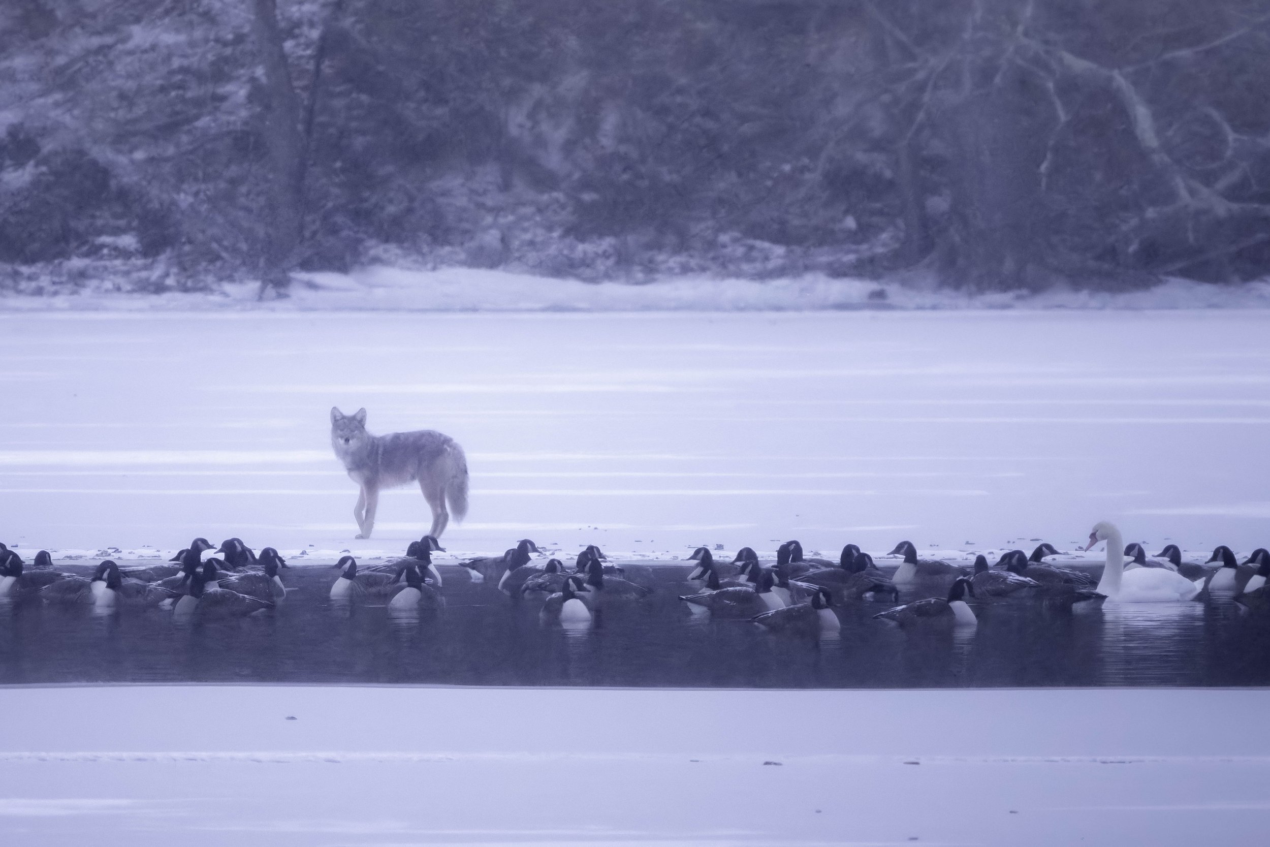 Coyote standing at the icy water’s edge near swans and Canada geese during a winter snowfall at a local pond in Massachusetts.