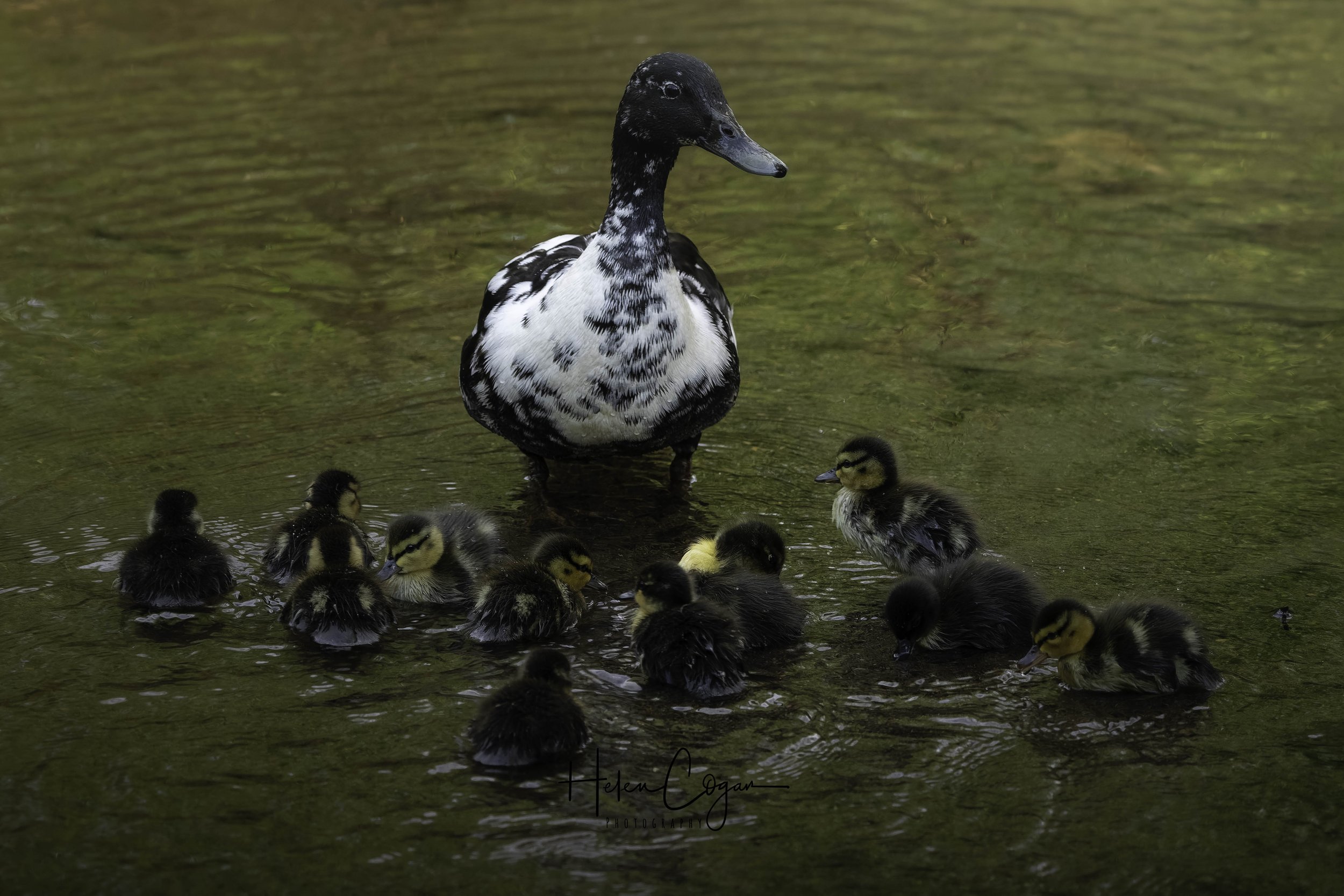 Hybrid mallard duck  with her ducklings on a pond during spring.