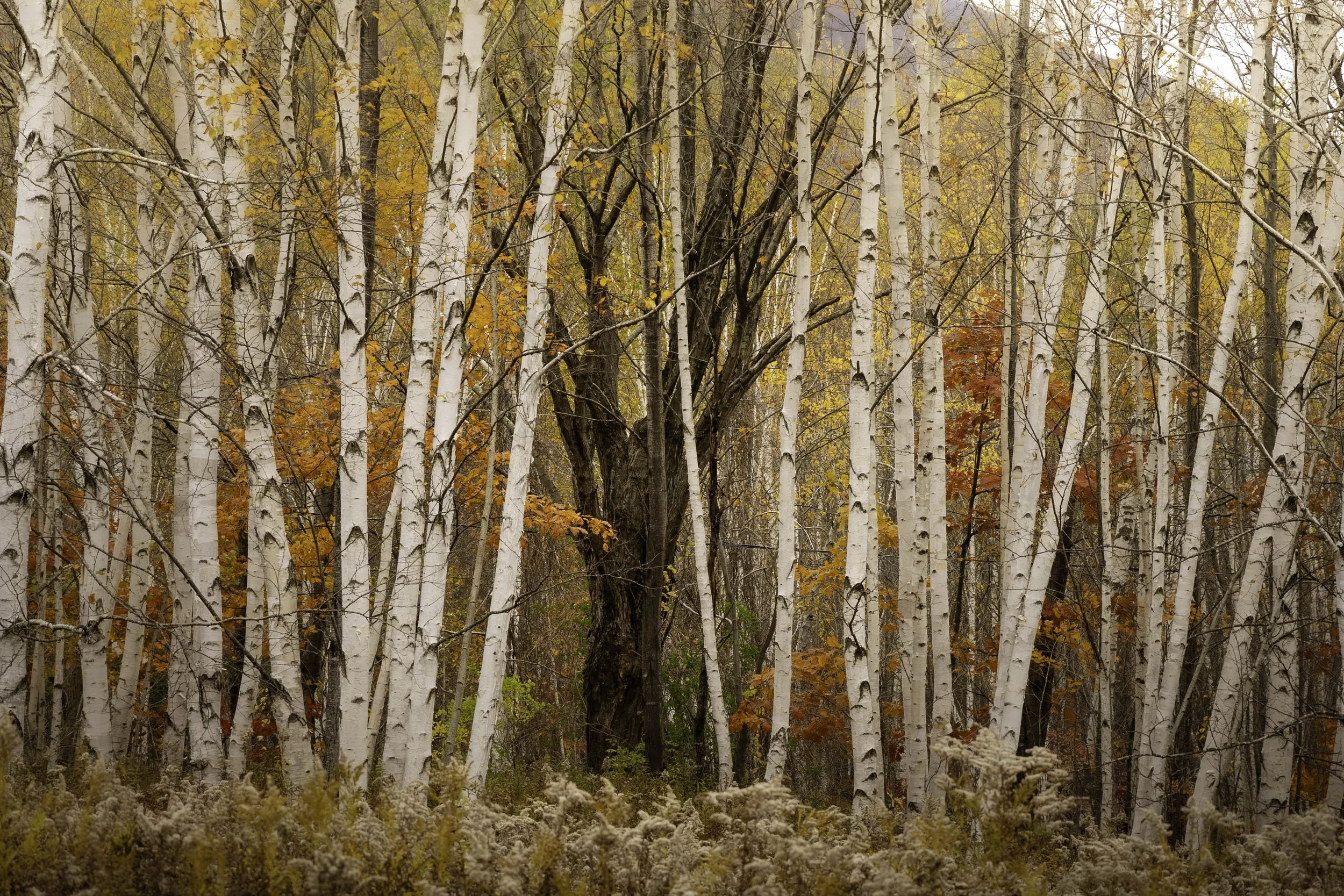 Fall Birch Trees-Western MA