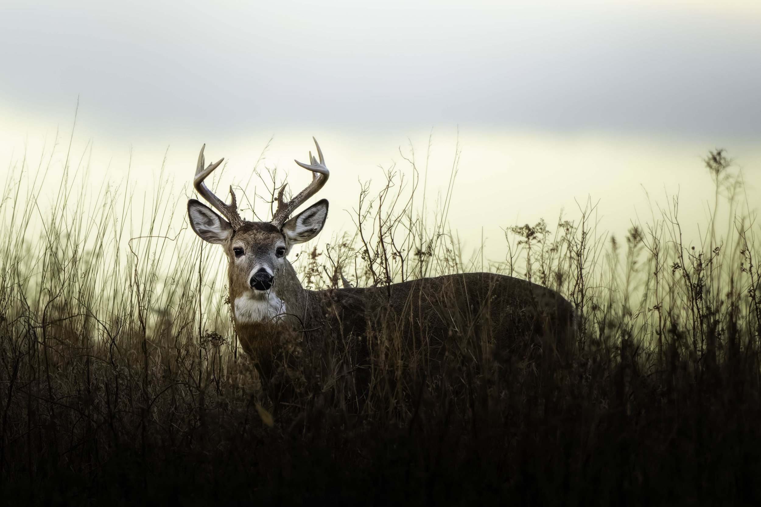 White-tailed buck looking directly at the camera from dense fall brush at a Massachusetts wildlife refuge.
