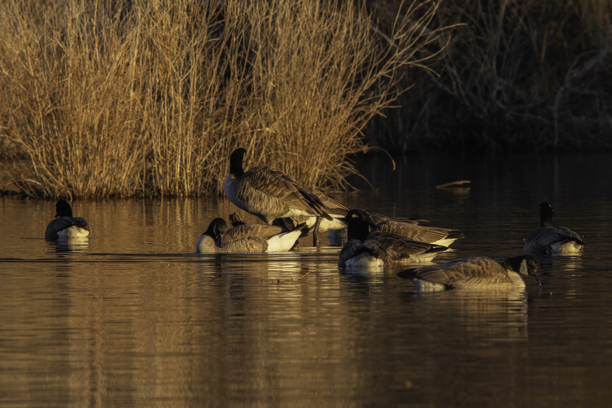 Golden morning light illuminates a group of Canada geese resting peacefully on calm water at sunrise.