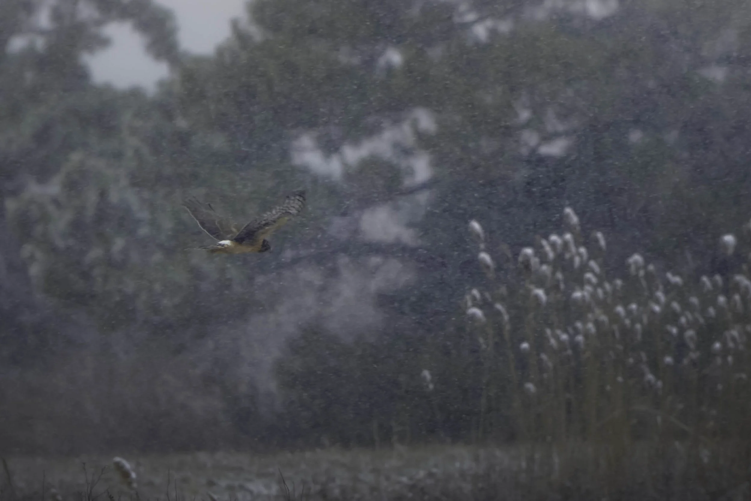 Northern Harrier flying through a winter snowstorm over open fields, captured in soft natural light.