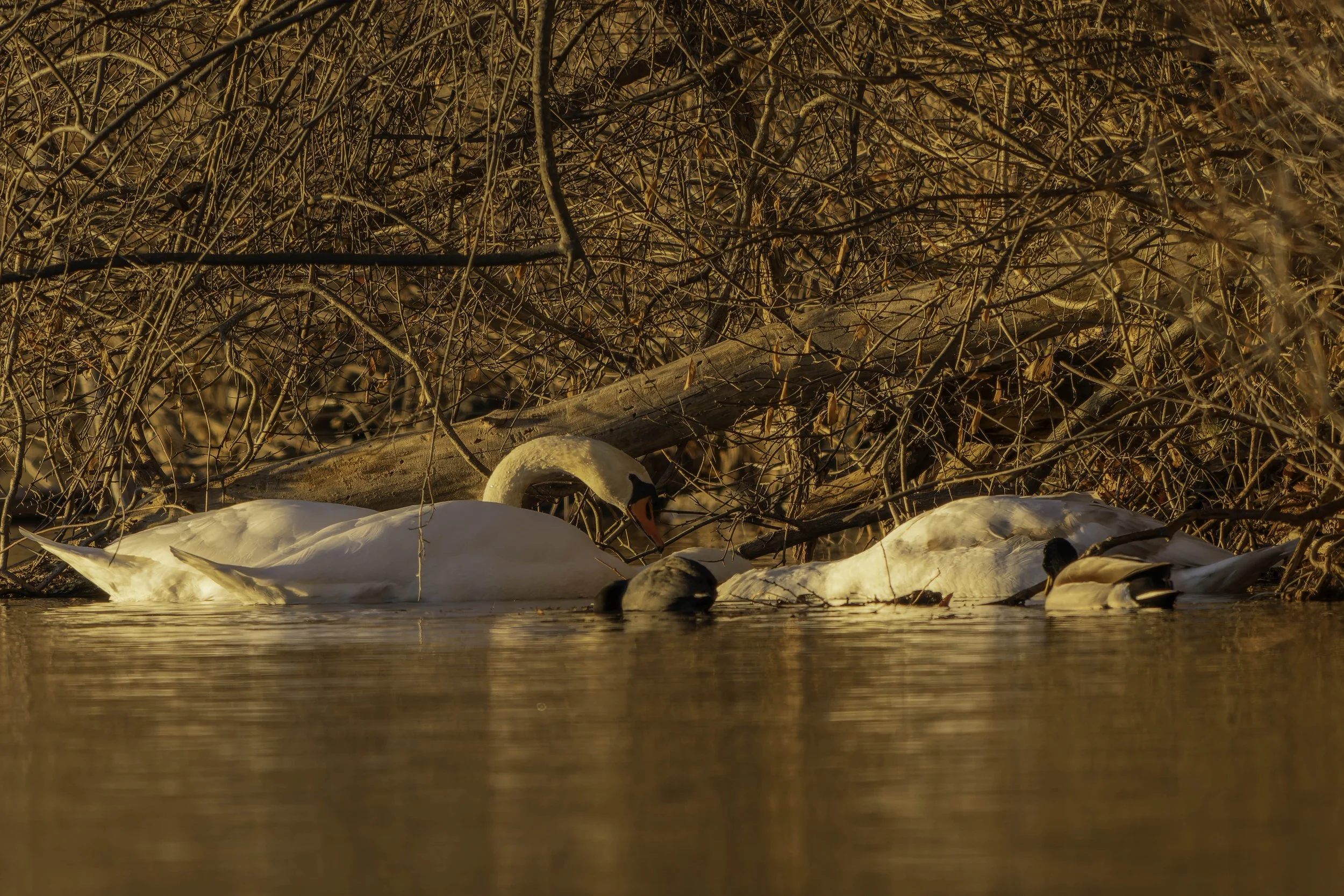 Two adult swans and a juvenile swan gliding together across the water in early morning light.