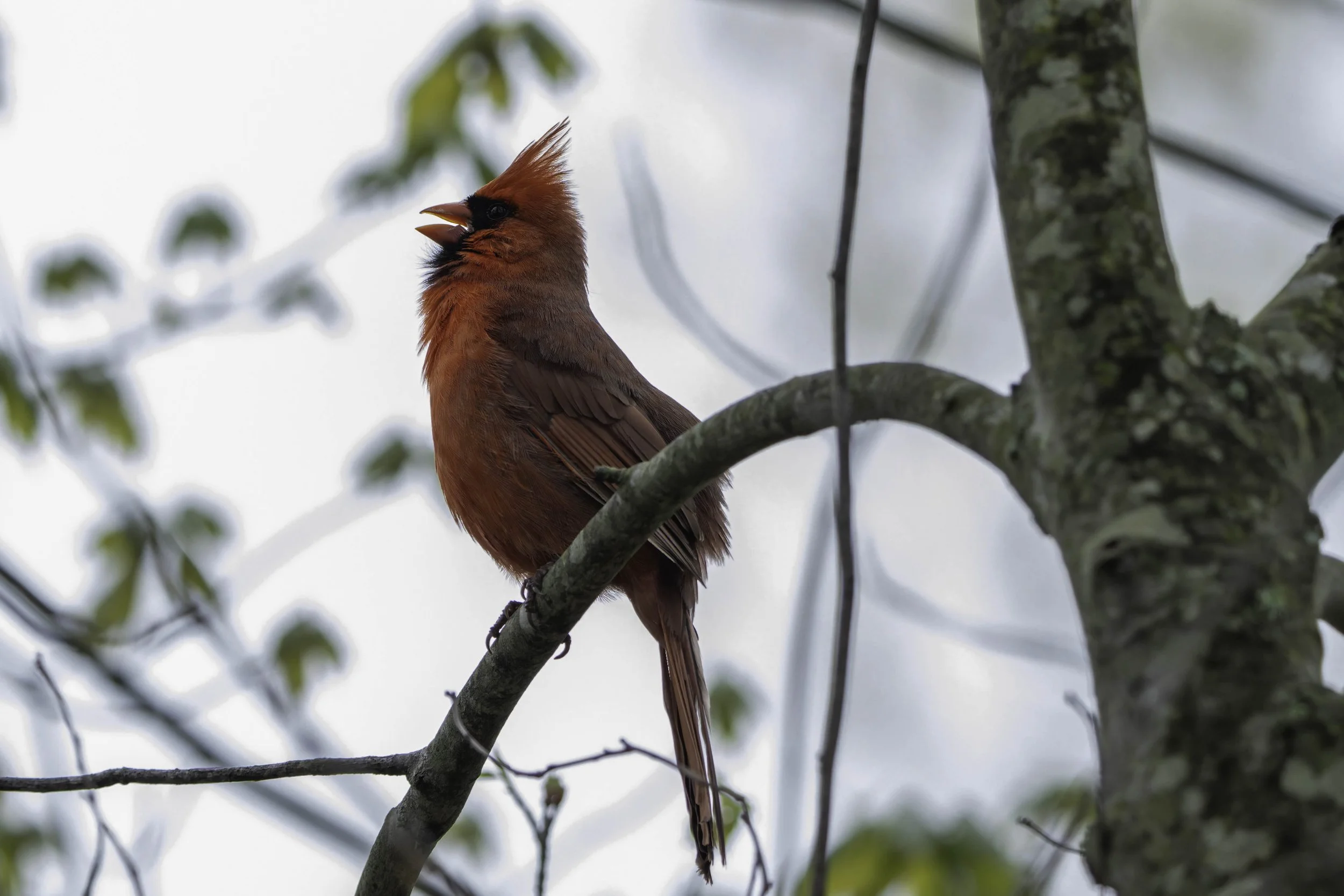 Profile of a Northern Cardinal singing from a tree branch in Massachusetts