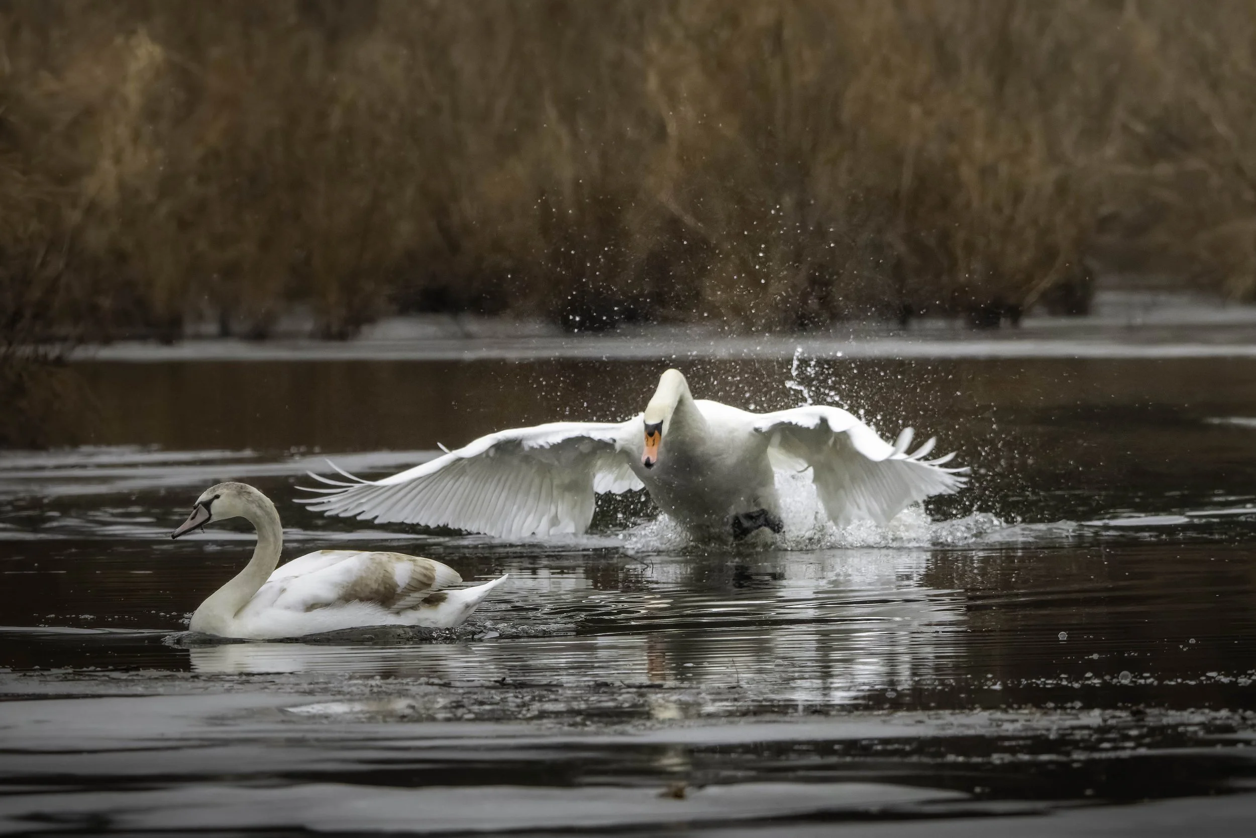 Adult swan swimming toward its juvenile on a winter pond as the swan family begins to separate