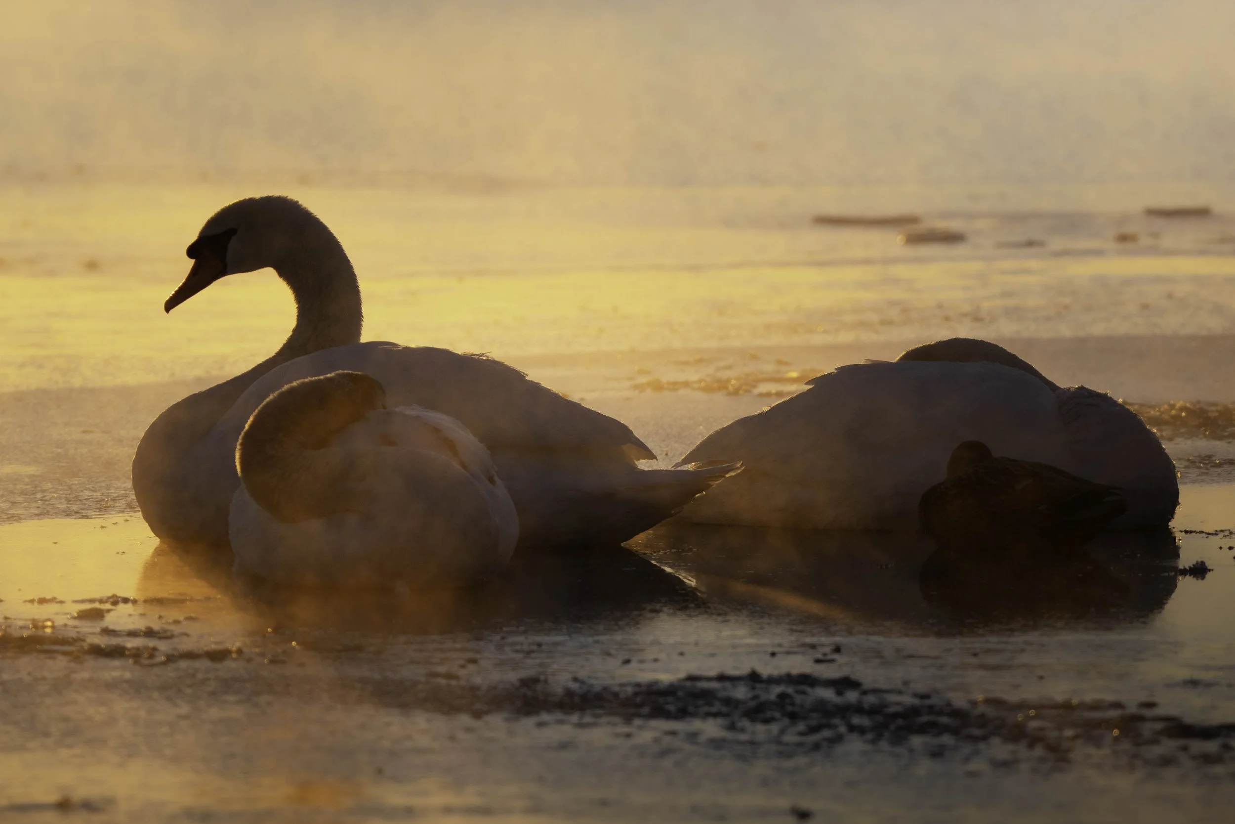 Swans in Morning Light 