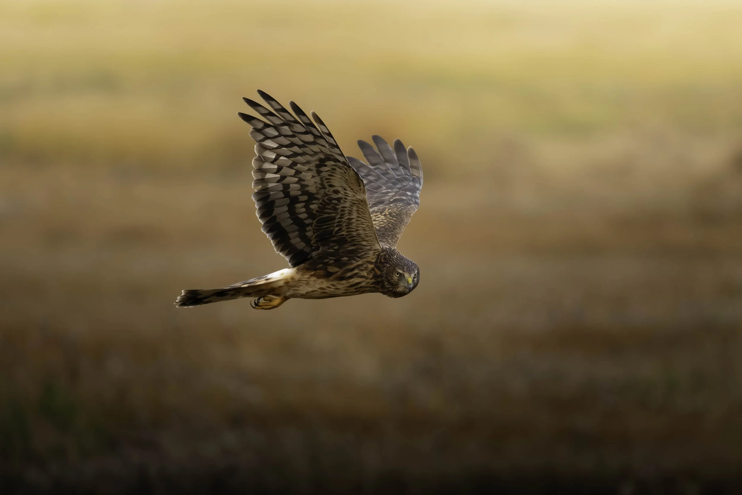 DSC02049-DxO_DeepPRIME XD2s_XD.jpg