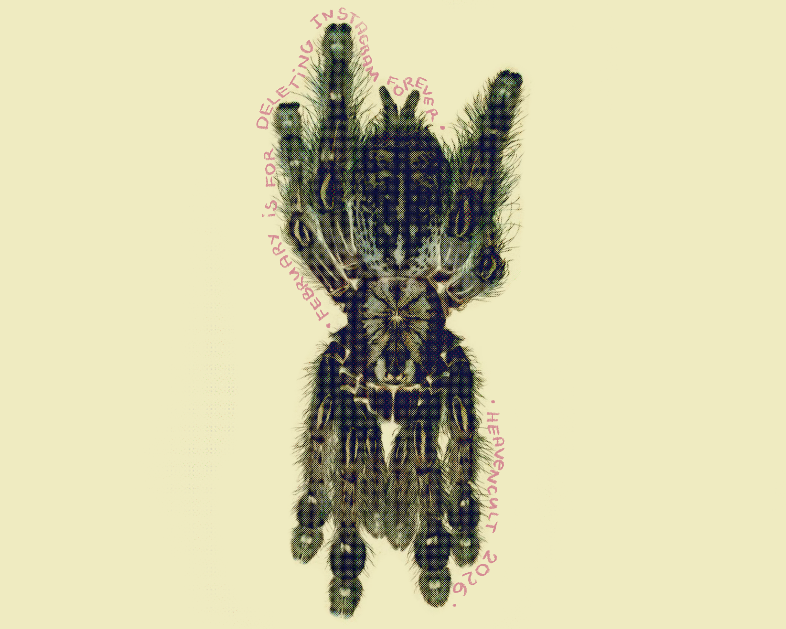 A tarantula on beige background. It says the title and author of the article, wrapped around the body of the tarantula.