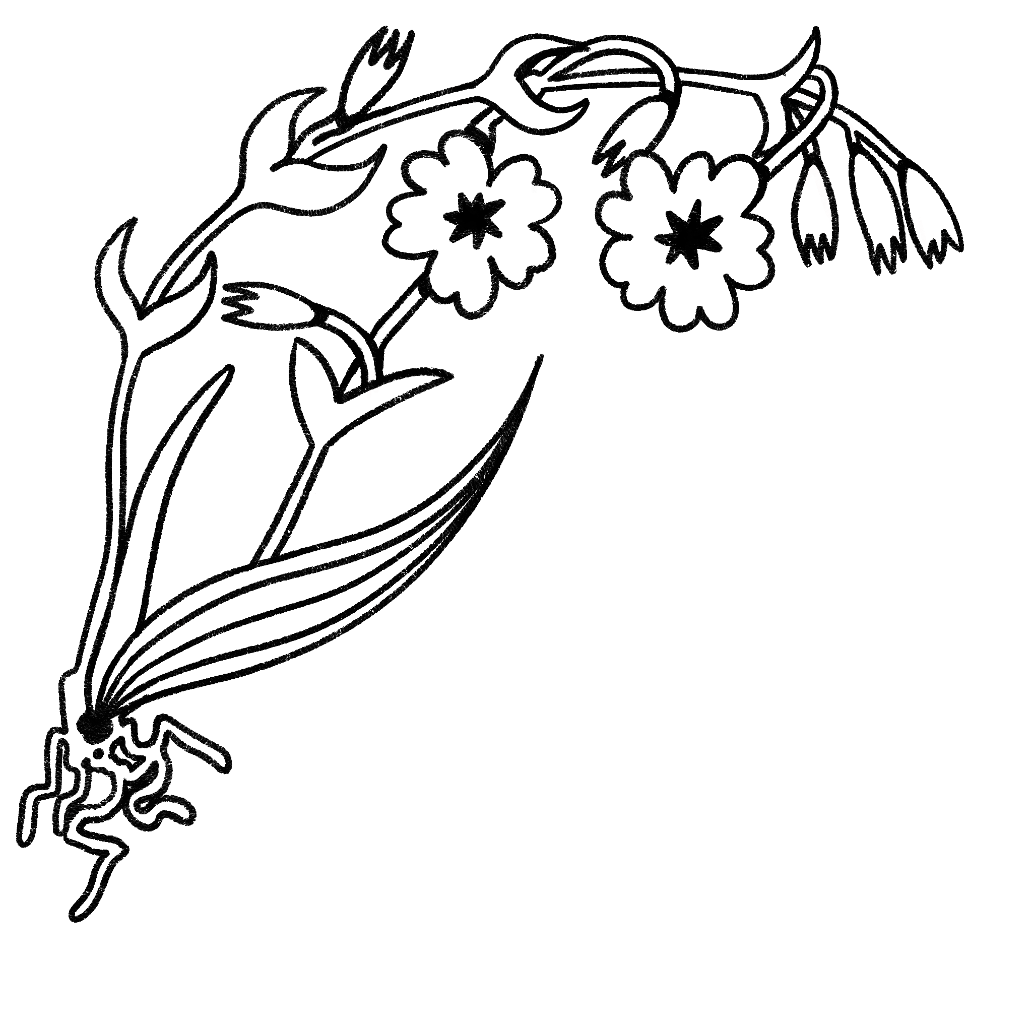 Black and white illustration of a flowering plant with two prominent flowers, leaves, and stems.