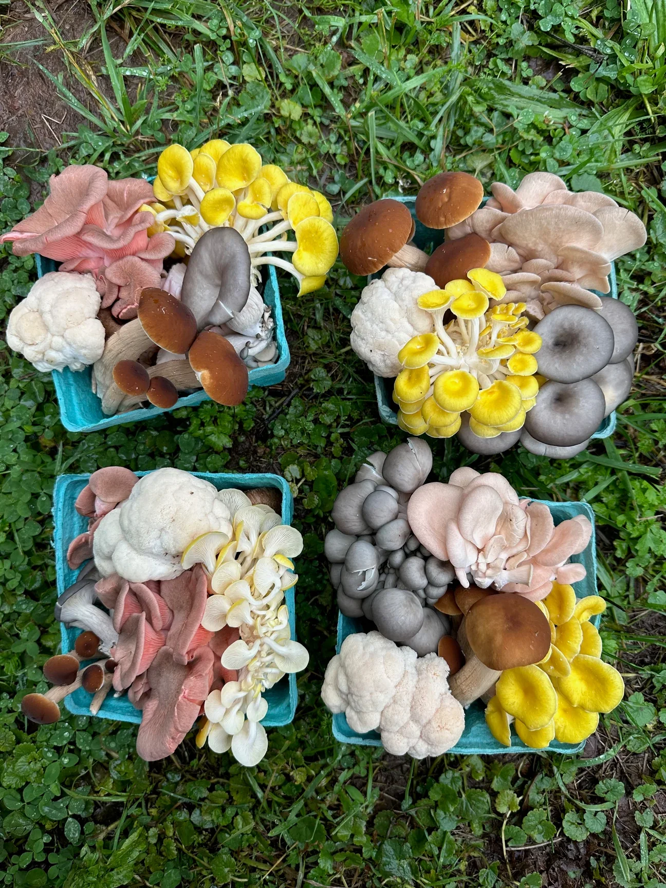 Zell’s Farm Mushrooms