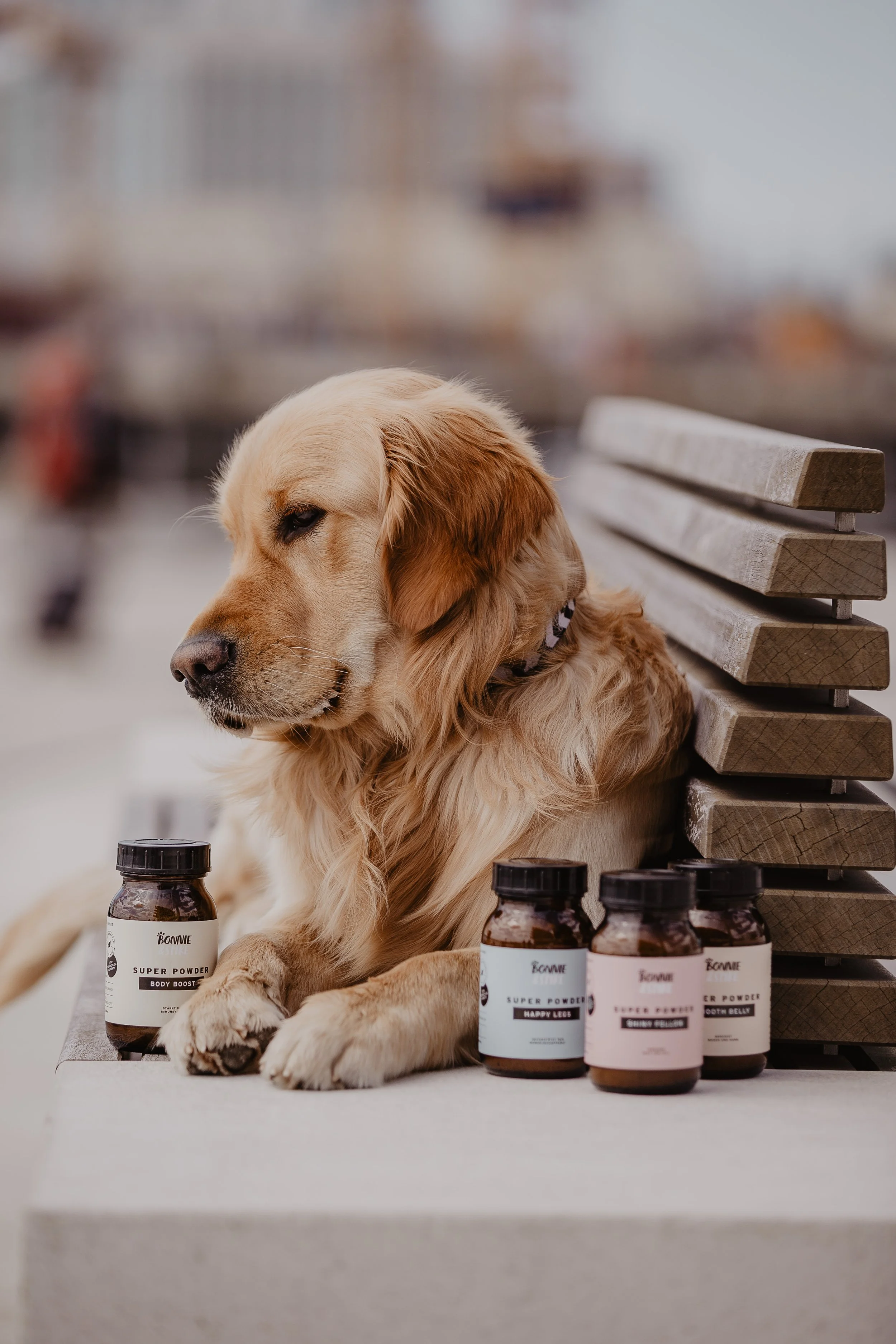 Goldener Retriever sitzt neben drei Flaschen mit Nahrungsergänzungsmitteln auf einem Betonblock, mit einem Holzbank im Hintergrund.