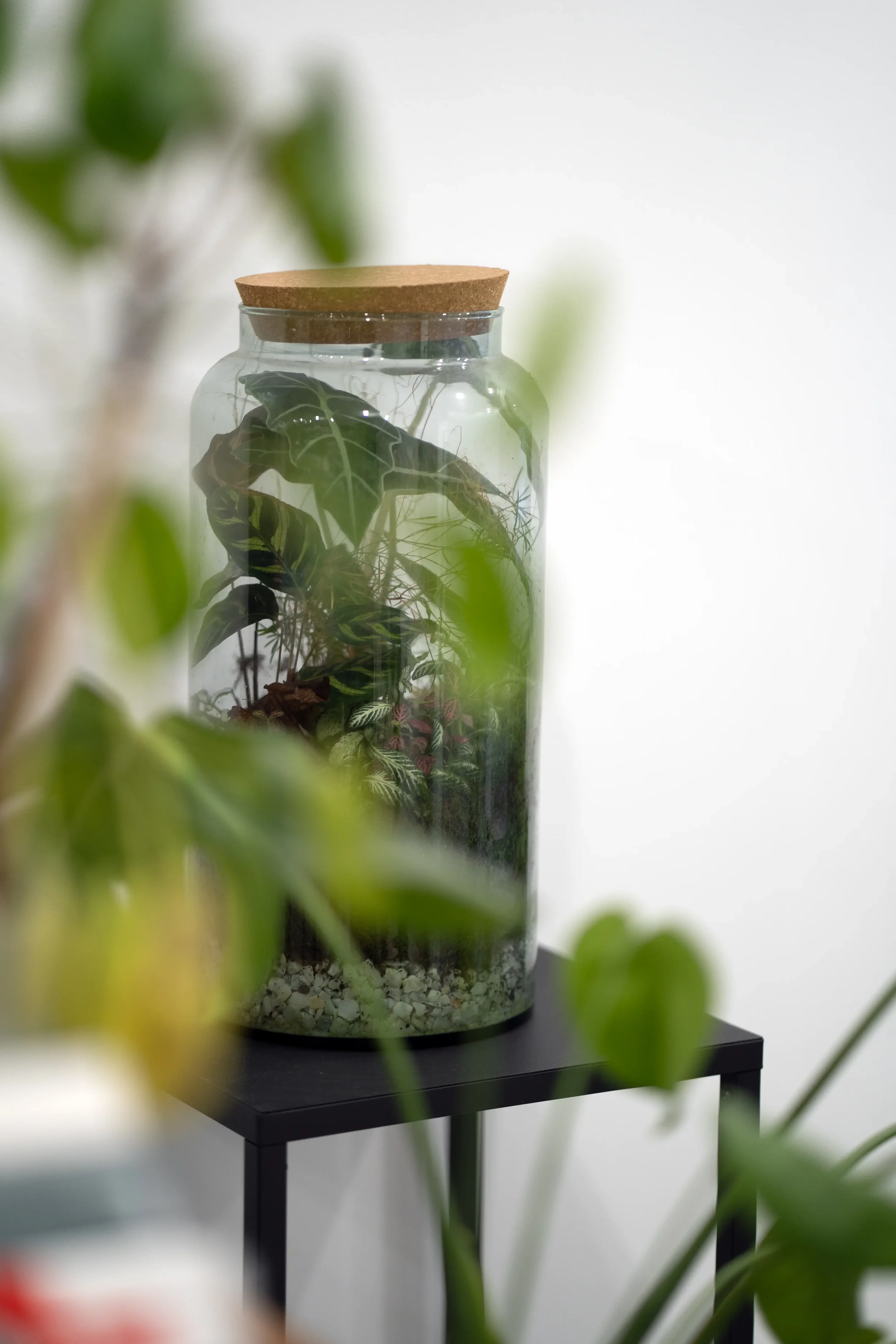 Ein großes Glas-Terrarium auf einem schwarzen Tisch, das verschiedene tropische Pflanzen enthält.