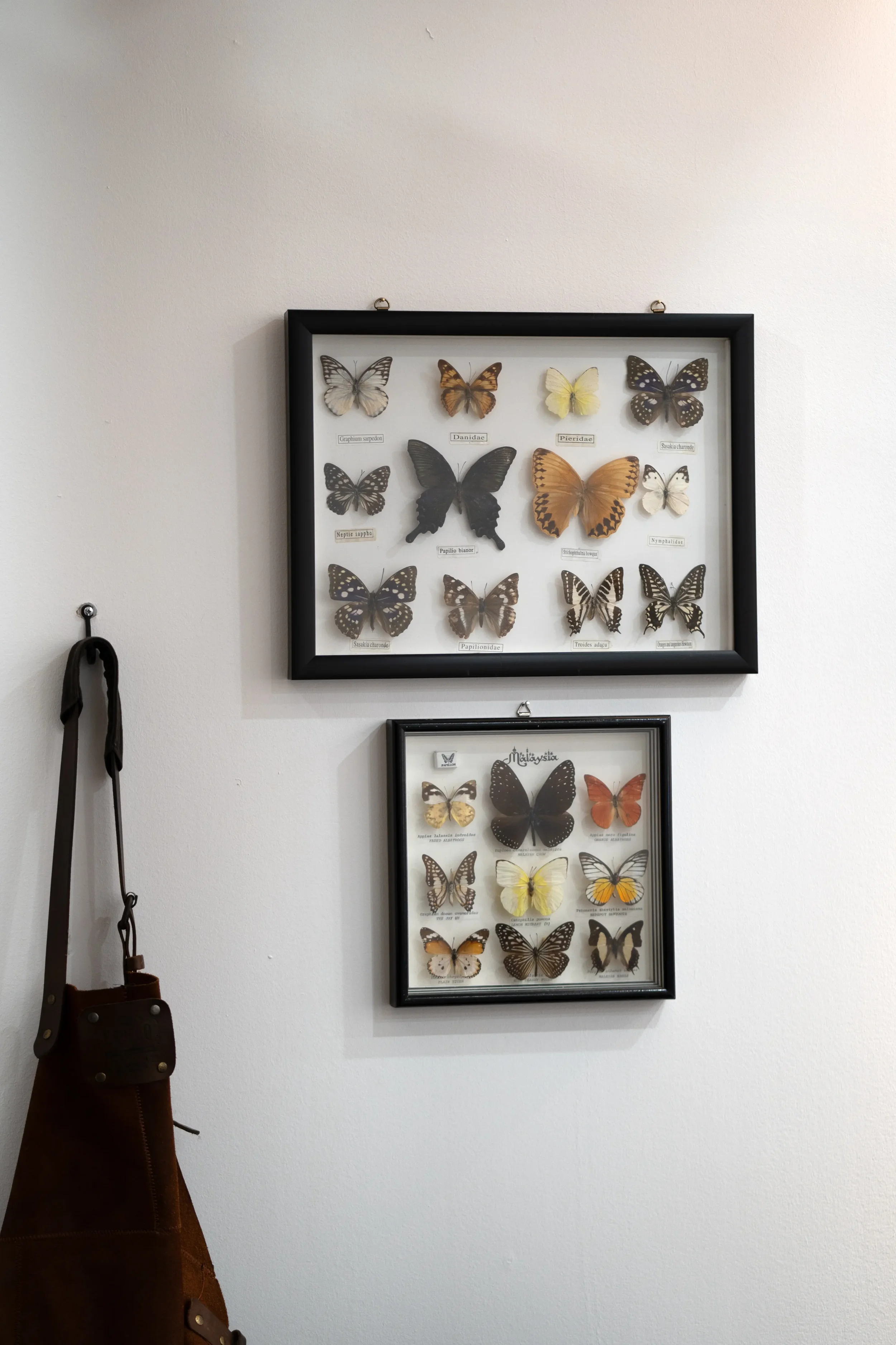 Zwei Wandrahmen mit verschiedenen Schmetterlingssammlungen an einer weißen Wand, links eine braune Tasche hängt an einem Haken.