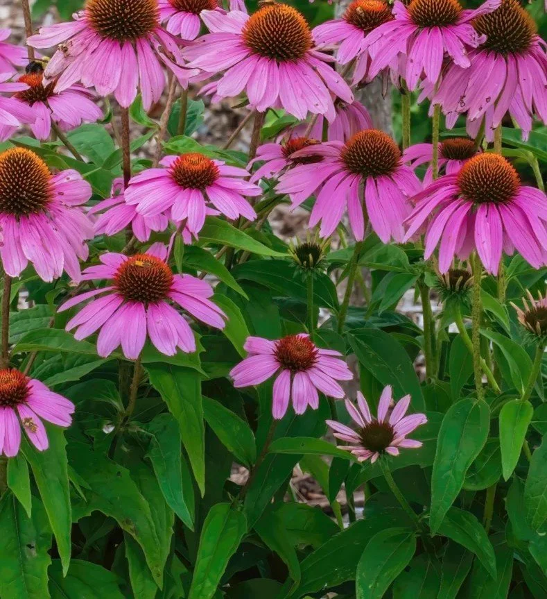 Purple Coneflower (Echinacea purpurea)