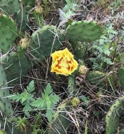 Prickly Pear Cactus (Opuntia humifusa)