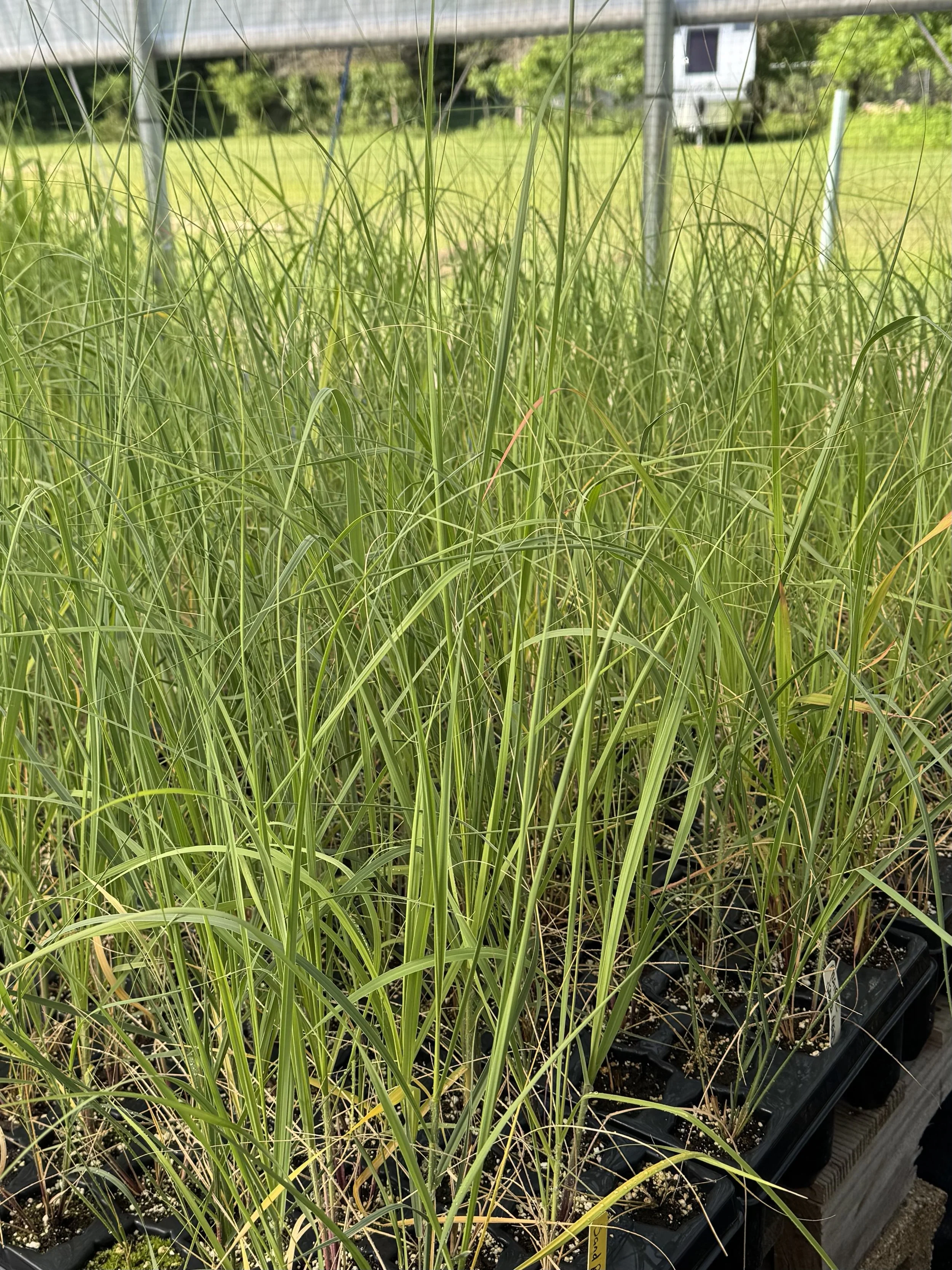 sand reed 1.jpeg