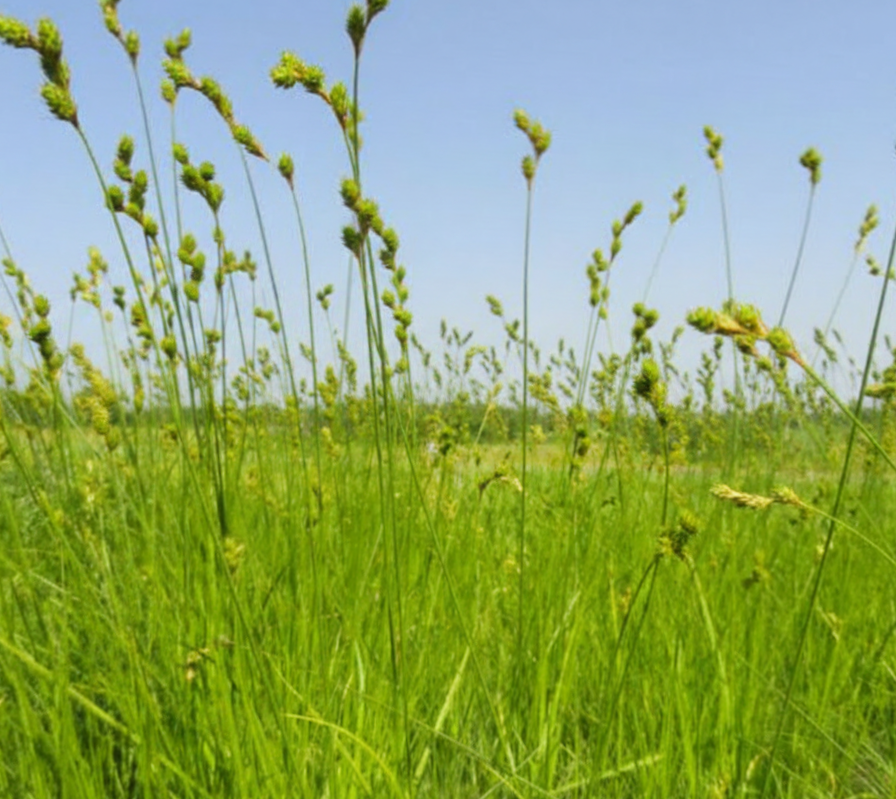 Plains Oval Sedge (Carex brevior)