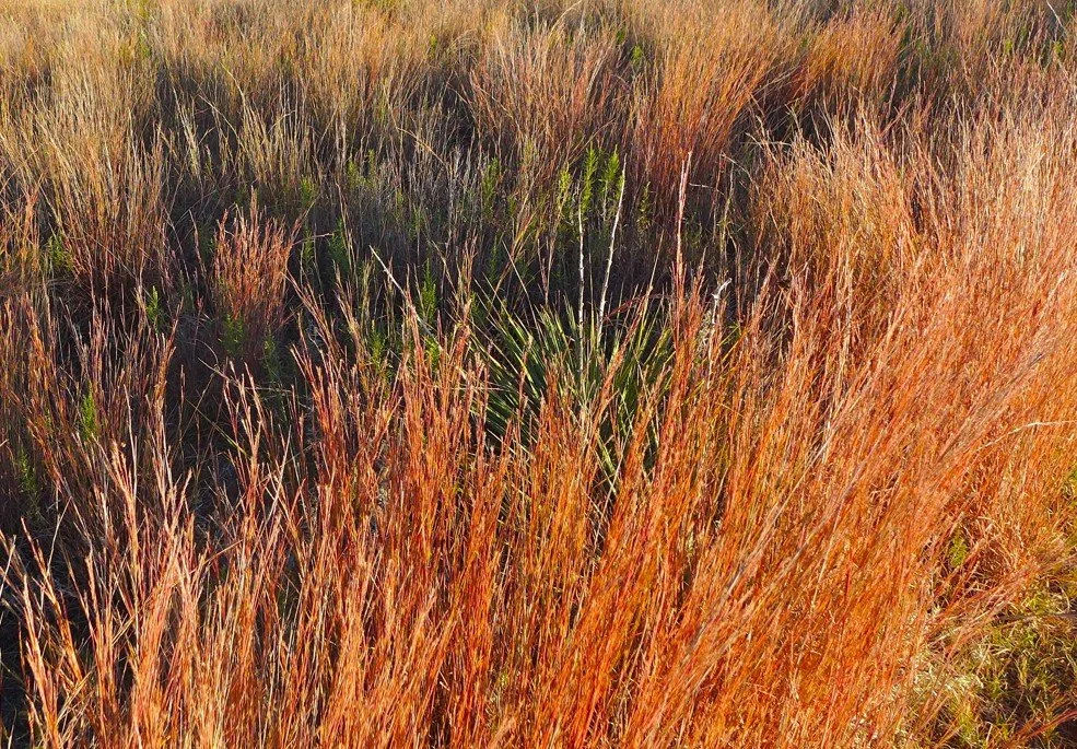 little blue fall1.jpg