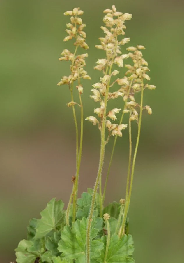 Prairie Alum Root (Heuchera richardsonii)
