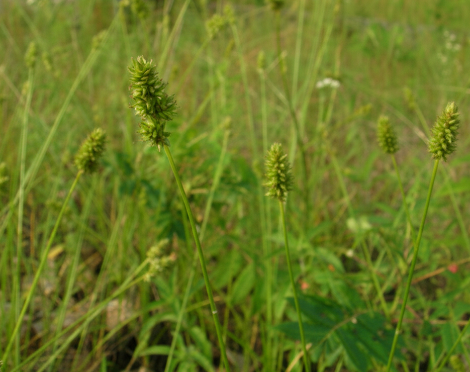 Sand Bracted Sedge (Carex muehlenbergii)