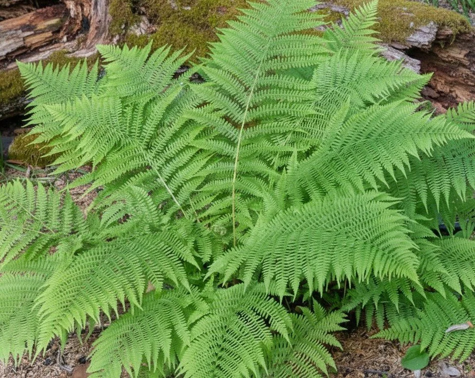 Lady Fern (Athyrium filix-femina)