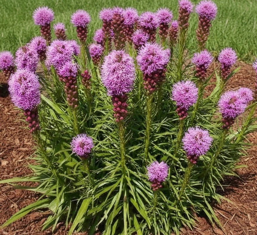 Marsh Blazing Star or Dense Blazing Star (Liatris spicata)