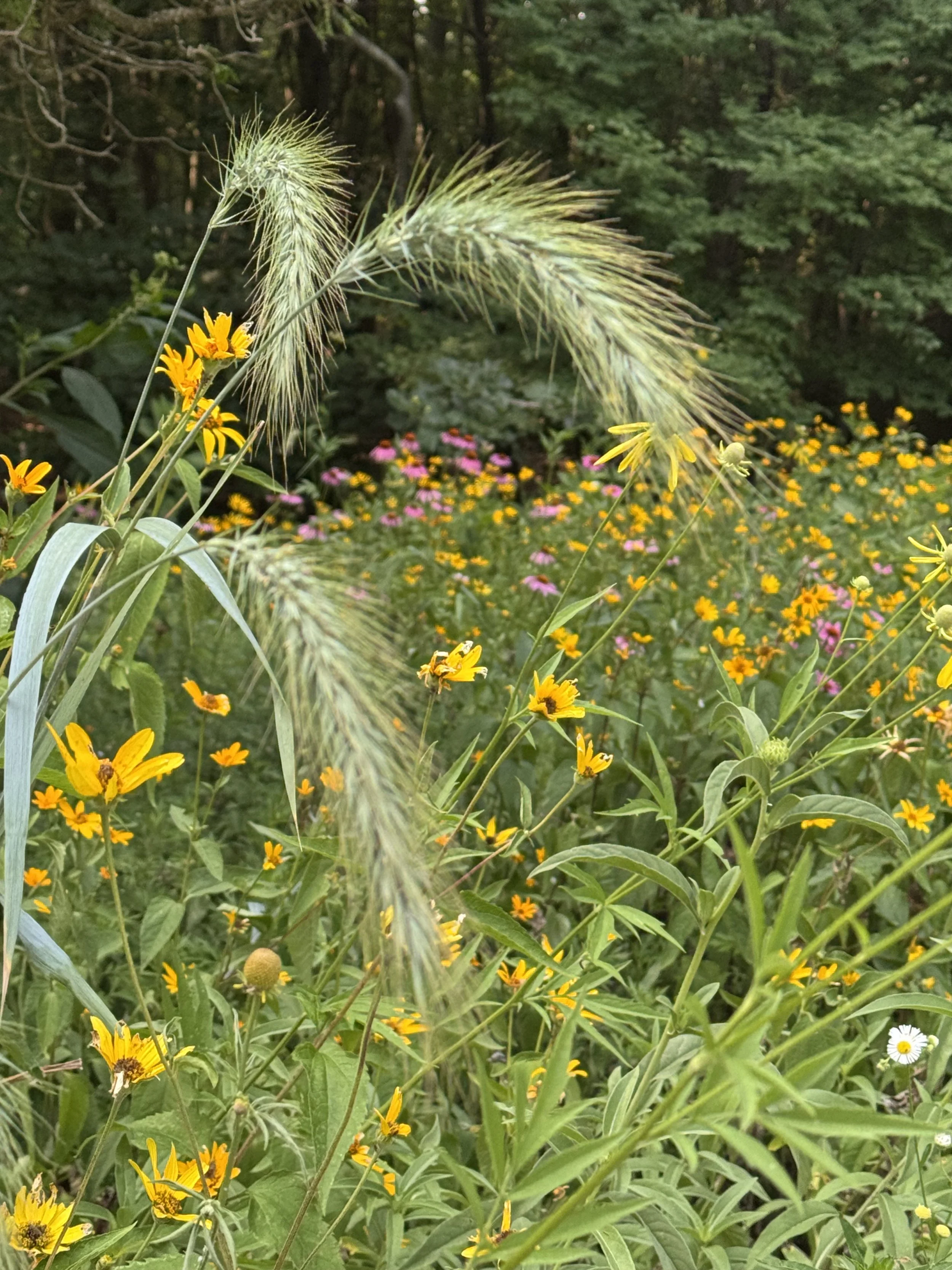 Canada Wild Rye (Elumus canadensis)