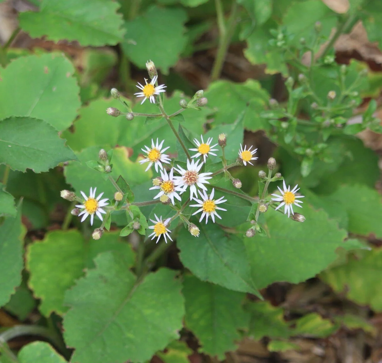 Big-leaved Aster (Eurybia macrophylla)