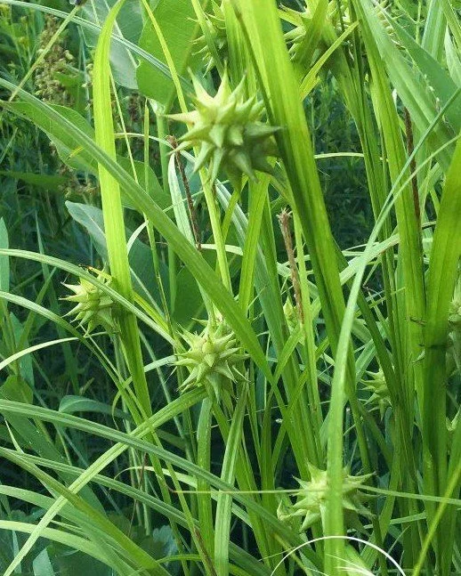 Common Bur Sedge or Gray's Sedge (Carex grayi)