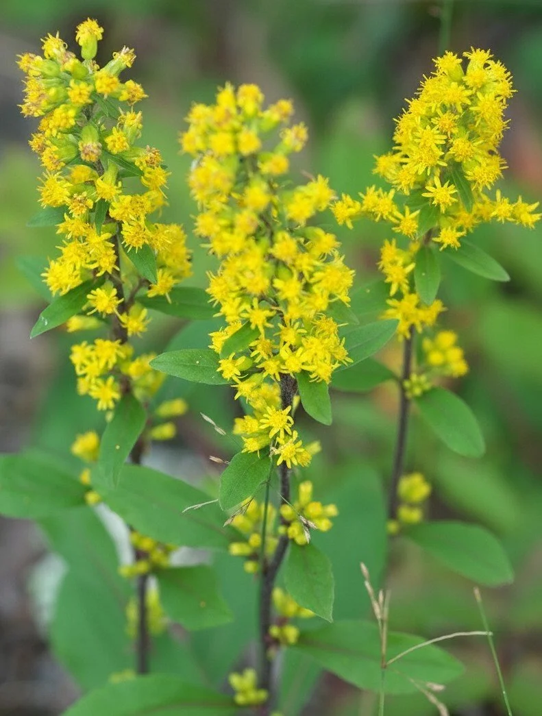 Hairy Goldenrod (Solidago hispida)