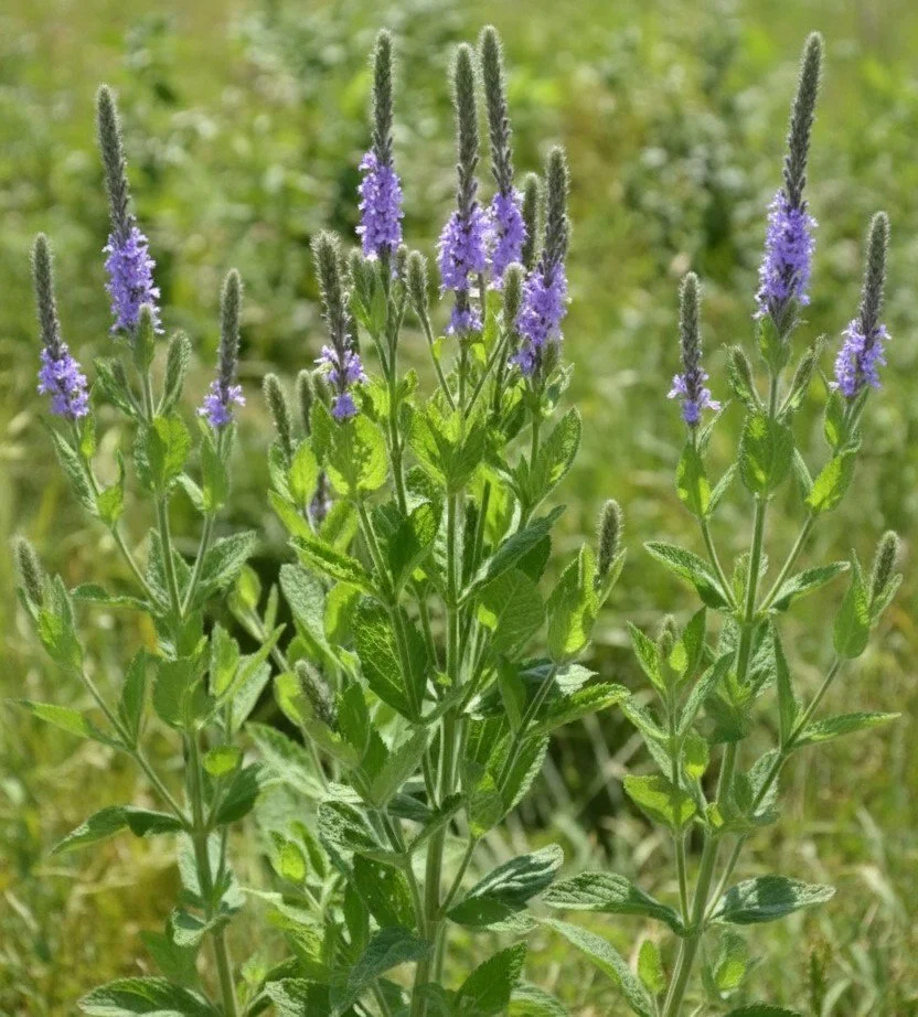 Hoary Vervain (Verbena stricta)
