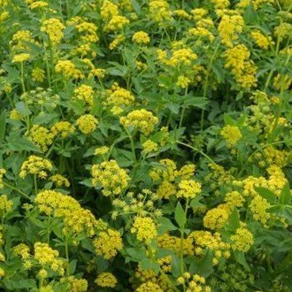 Prairie Golden Alexanders or Heart-leaf Golden Alexanders (Zizia aptera)