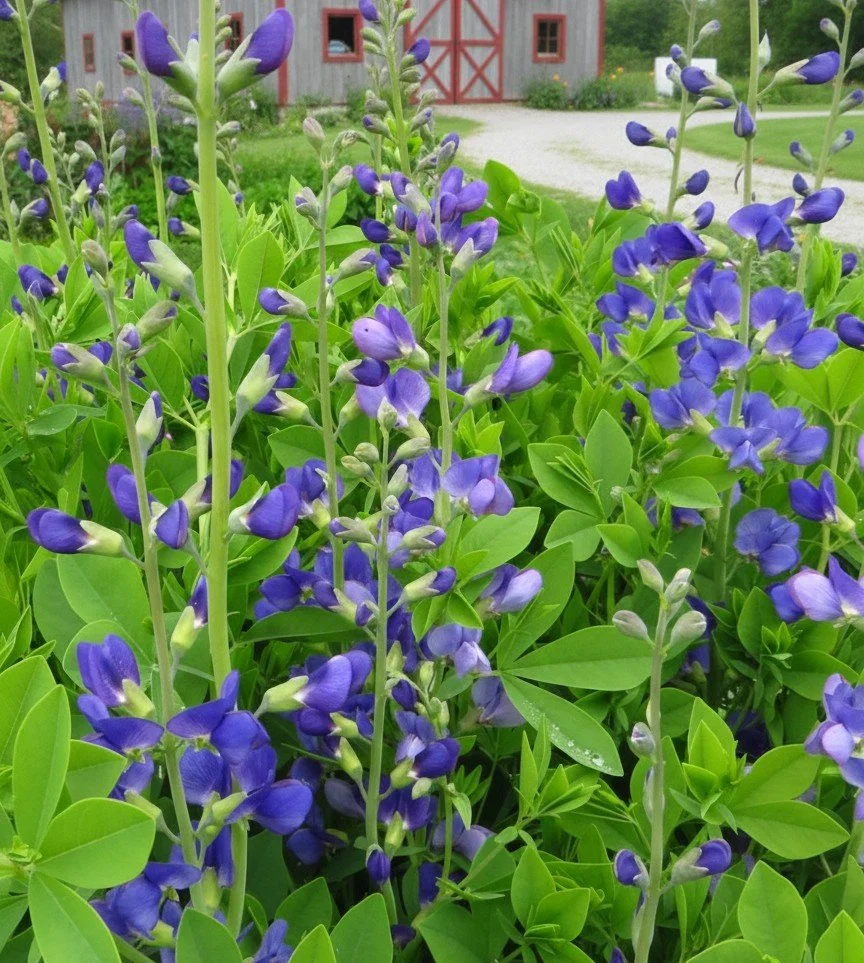 False Blue Indigo or Blue Wild Indigo (Baptisia australis)