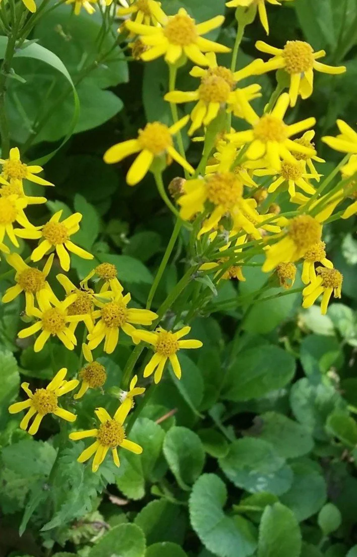 Roundleaf Ragwort (Packera obovatus)