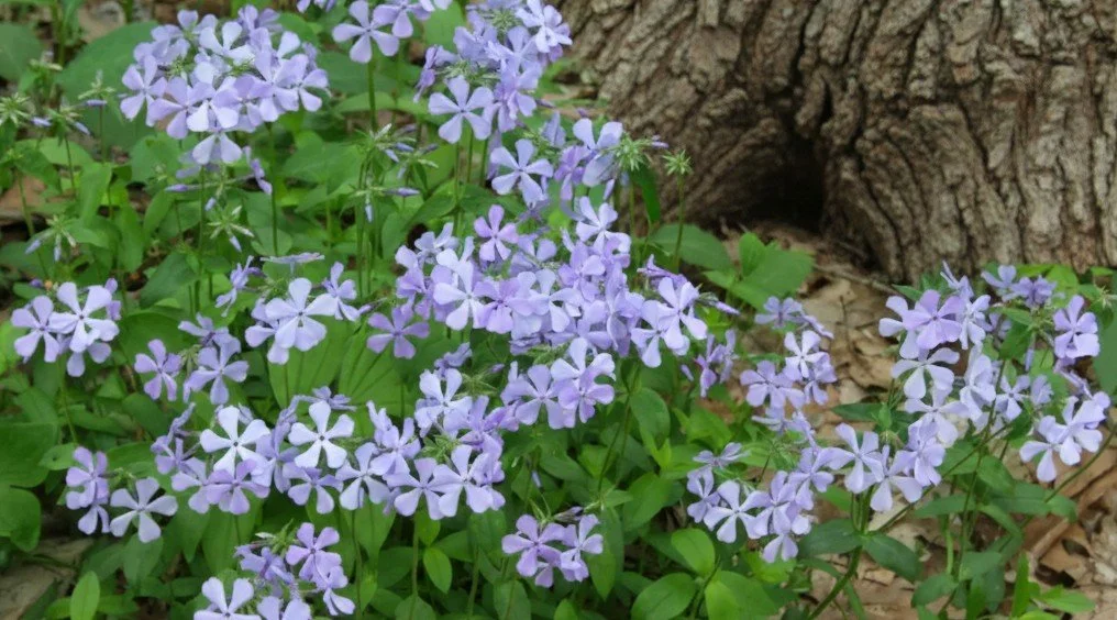 Wild Blue Phlox or Woodland Phlox (Phlox divaricata)