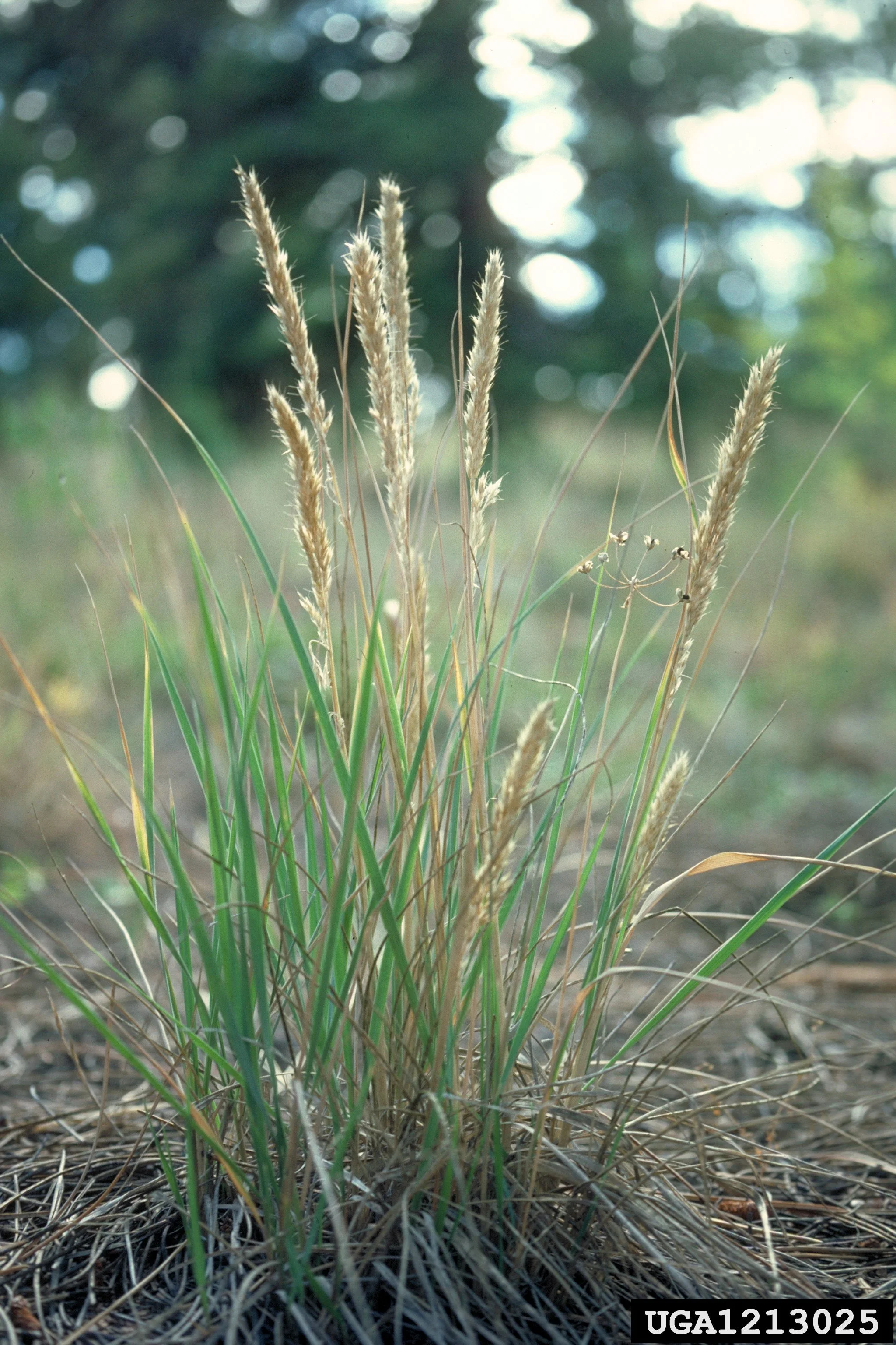 June Grass (Koeleria macrantha)